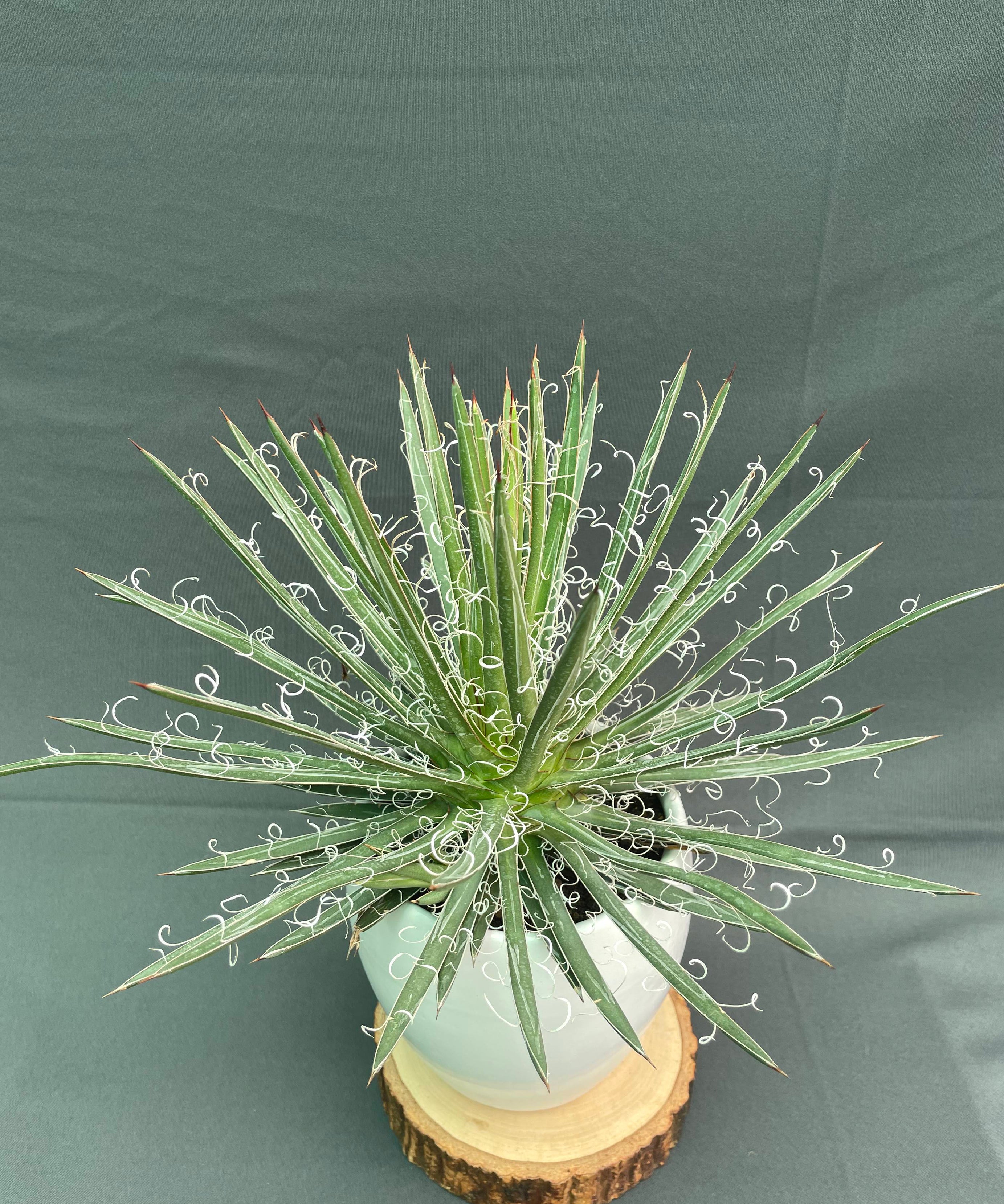 Agave Leopoldi Variegated Cv Hammertime Big