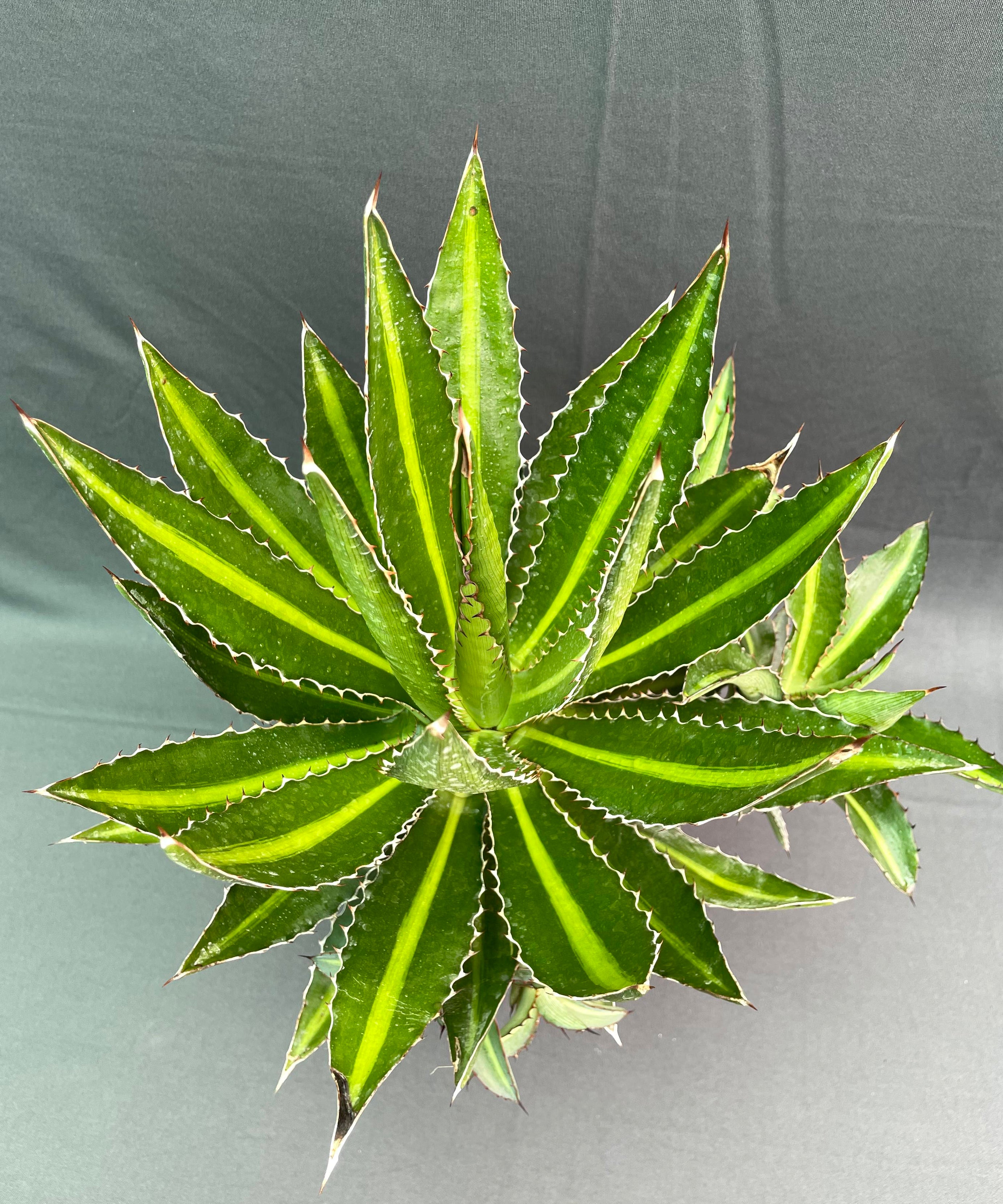 Agave Lophantha Cv Splendida 1