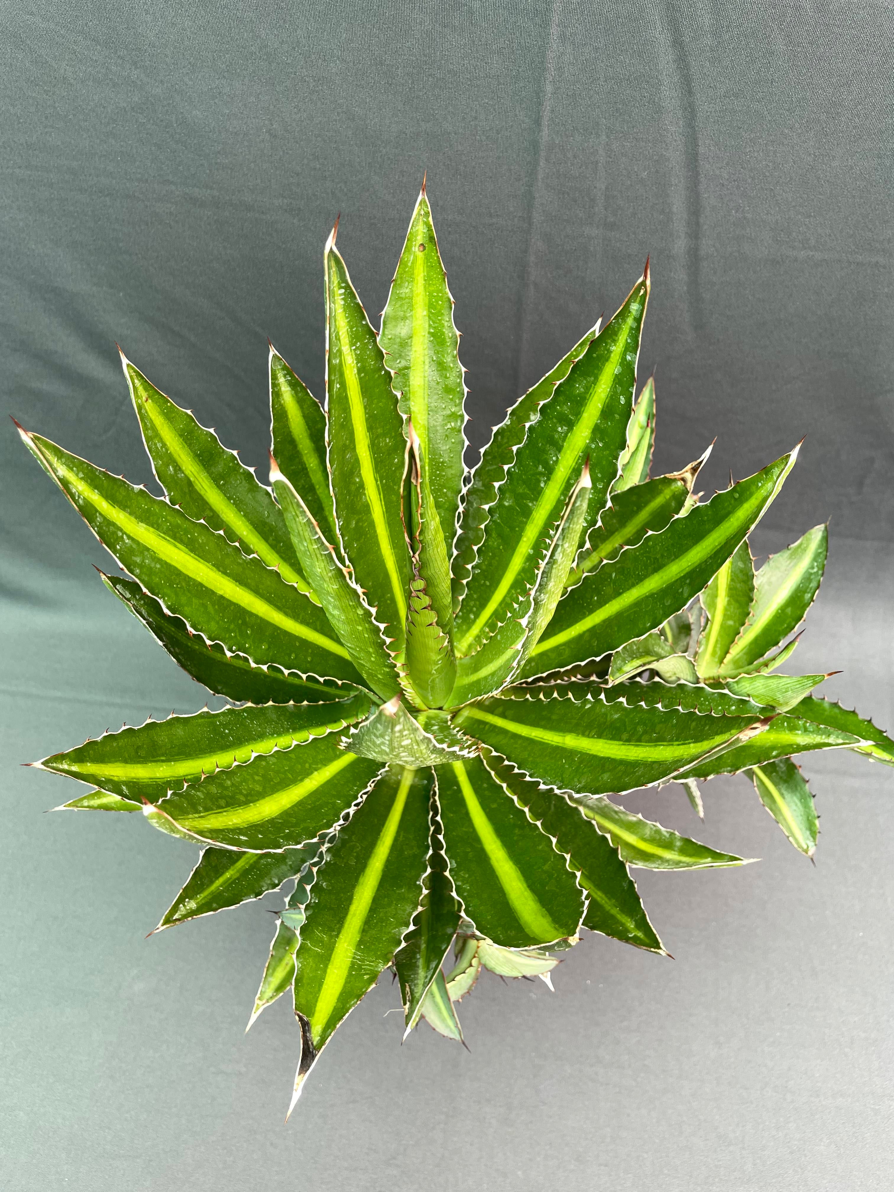 Agave Lophantha Cv Splendida 1