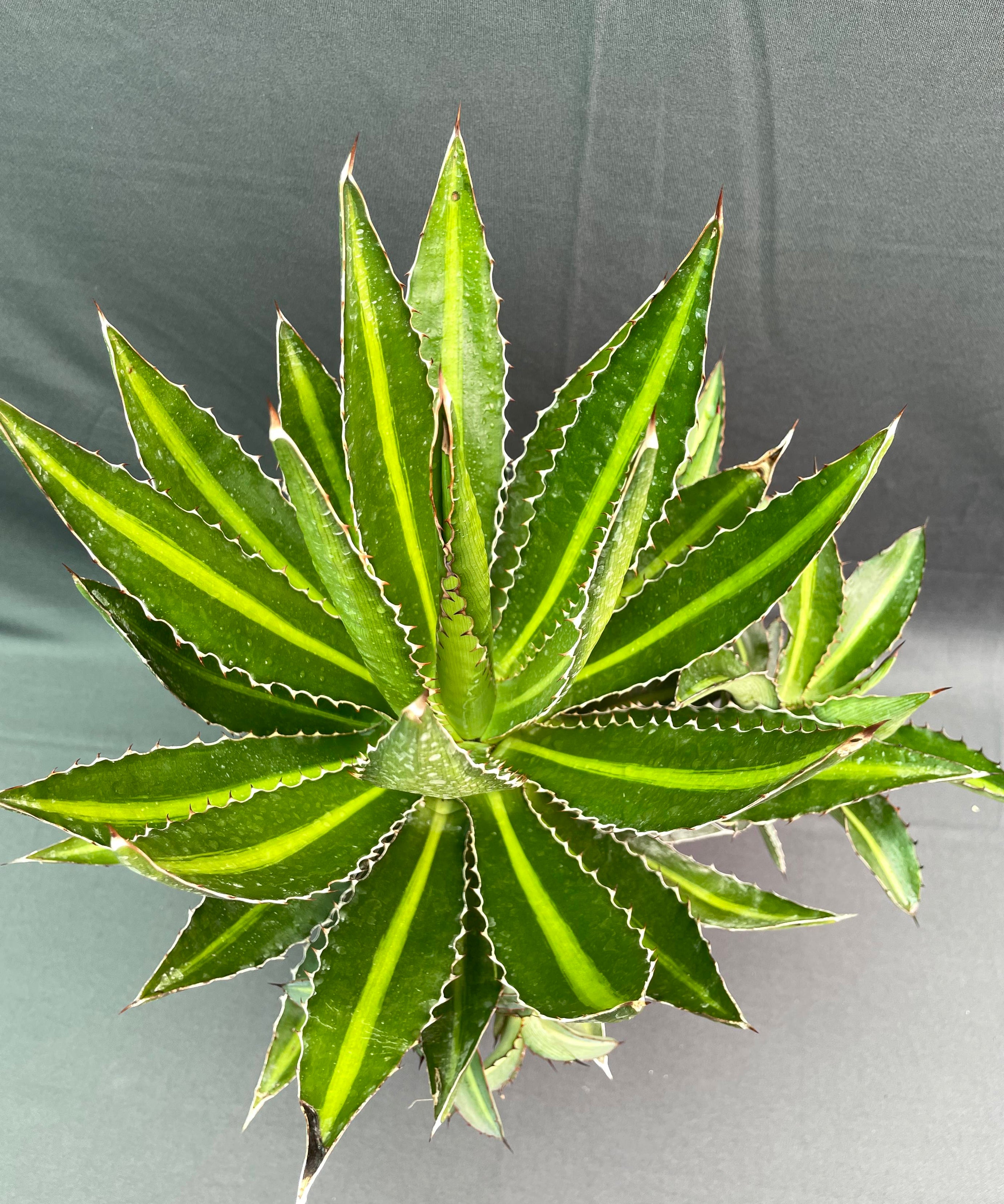 Agave Lophantha Cv Splendida 