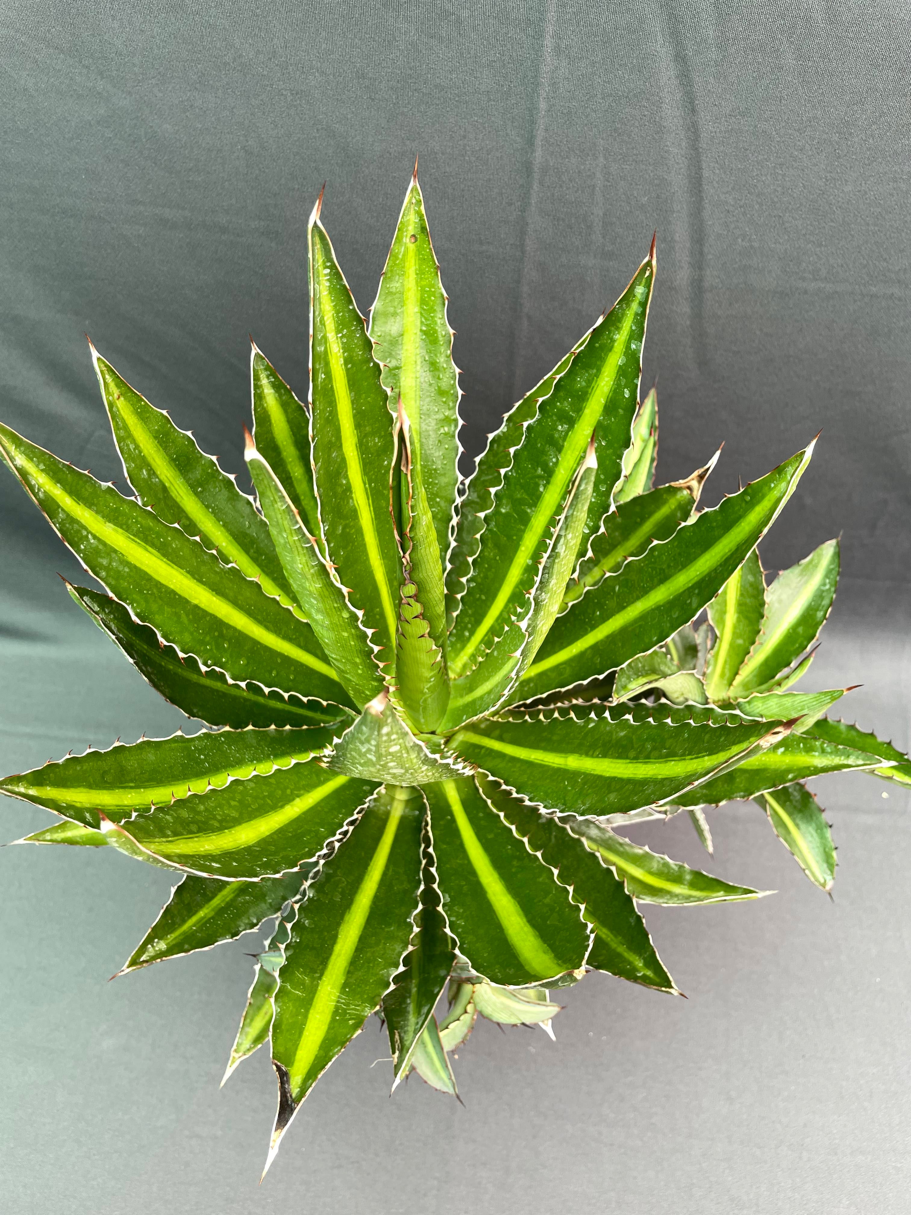 Agave Lophantha Cv Splendida 