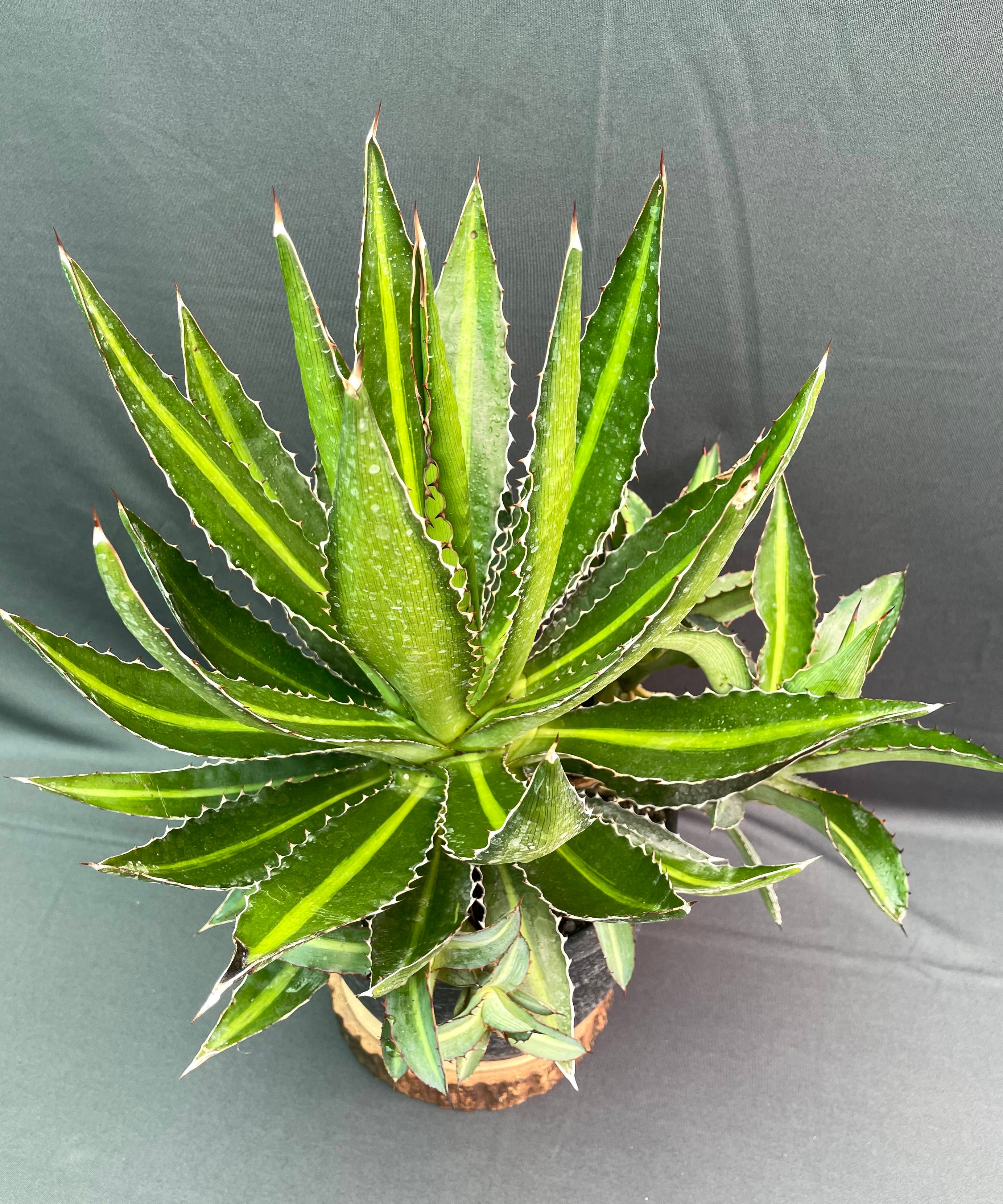 Agave Lophantha Cv Splendida 