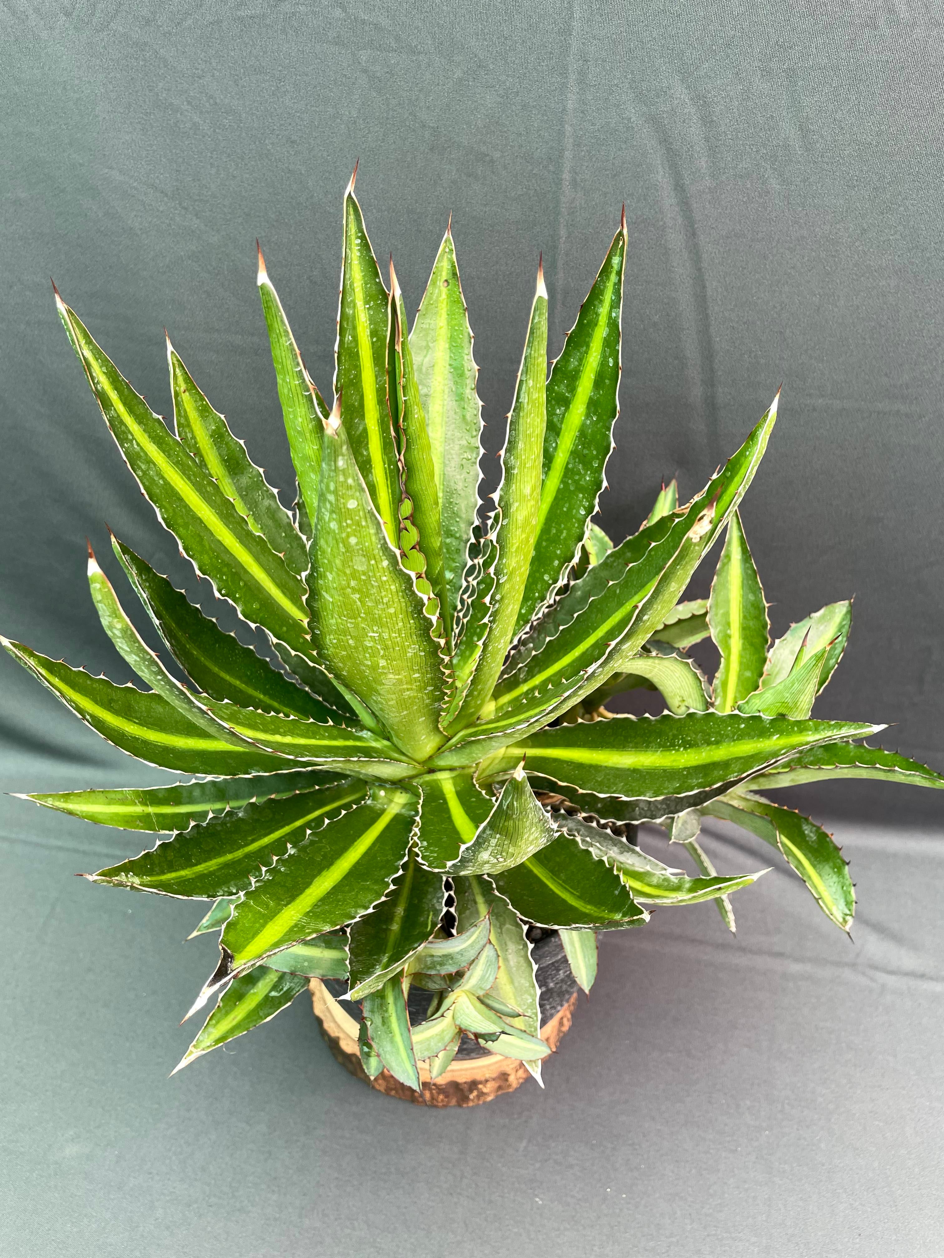 Agave Lophantha Cv Splendida 