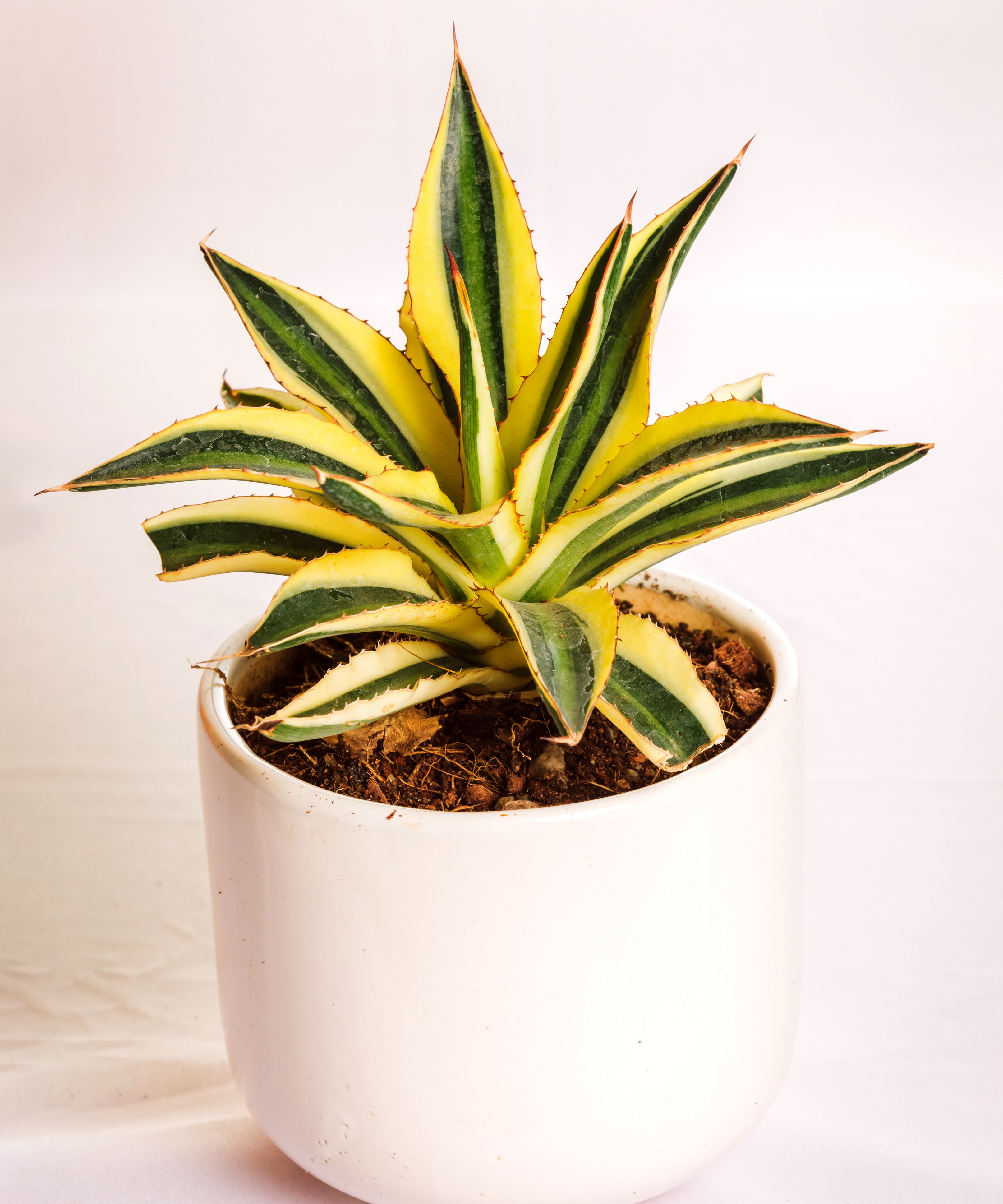 Agave Lophantha Quadricolor Small