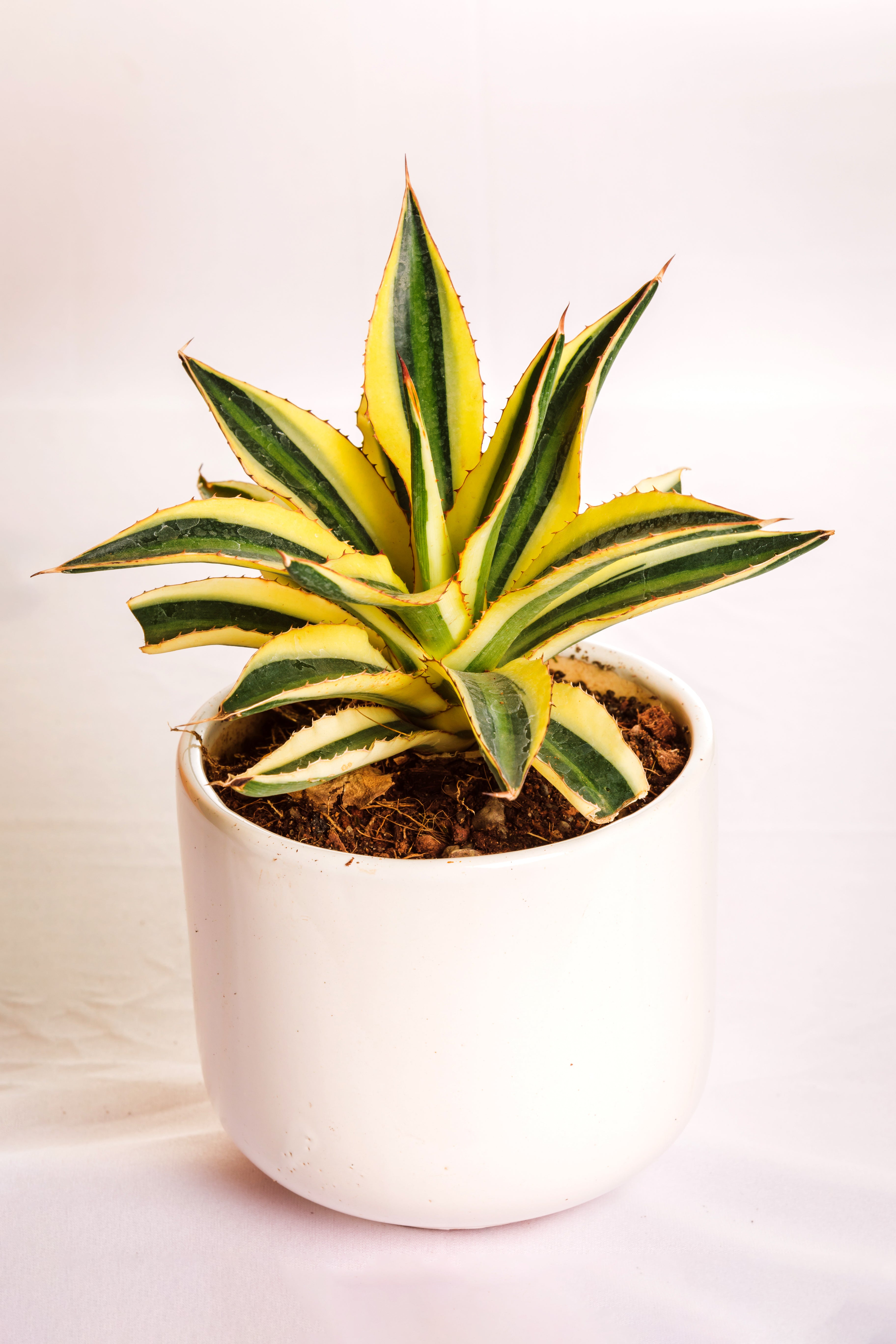 Agave Lophantha Quadricolor Small