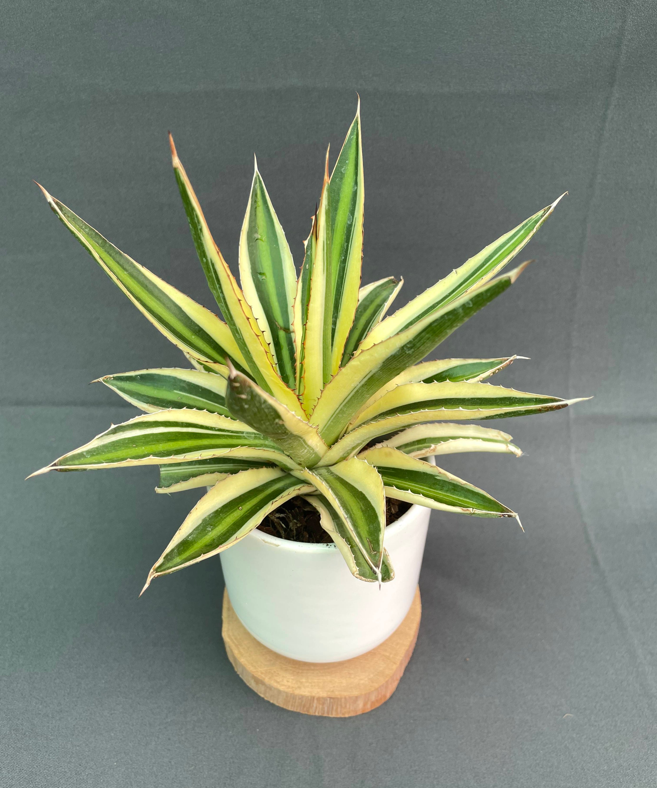 Agave Lophantha Quadricolor Small