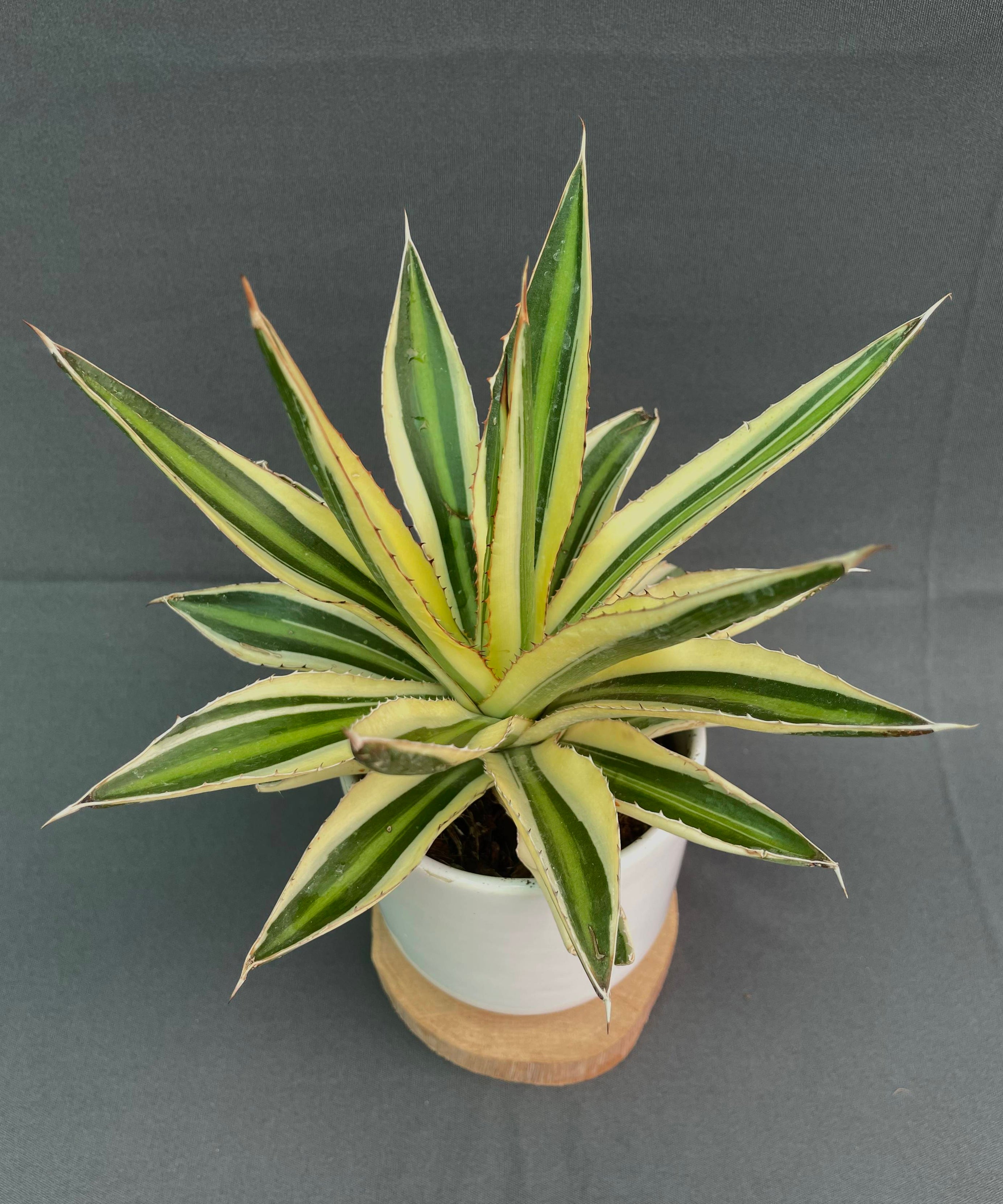 Agave Lophantha Quadricolor
