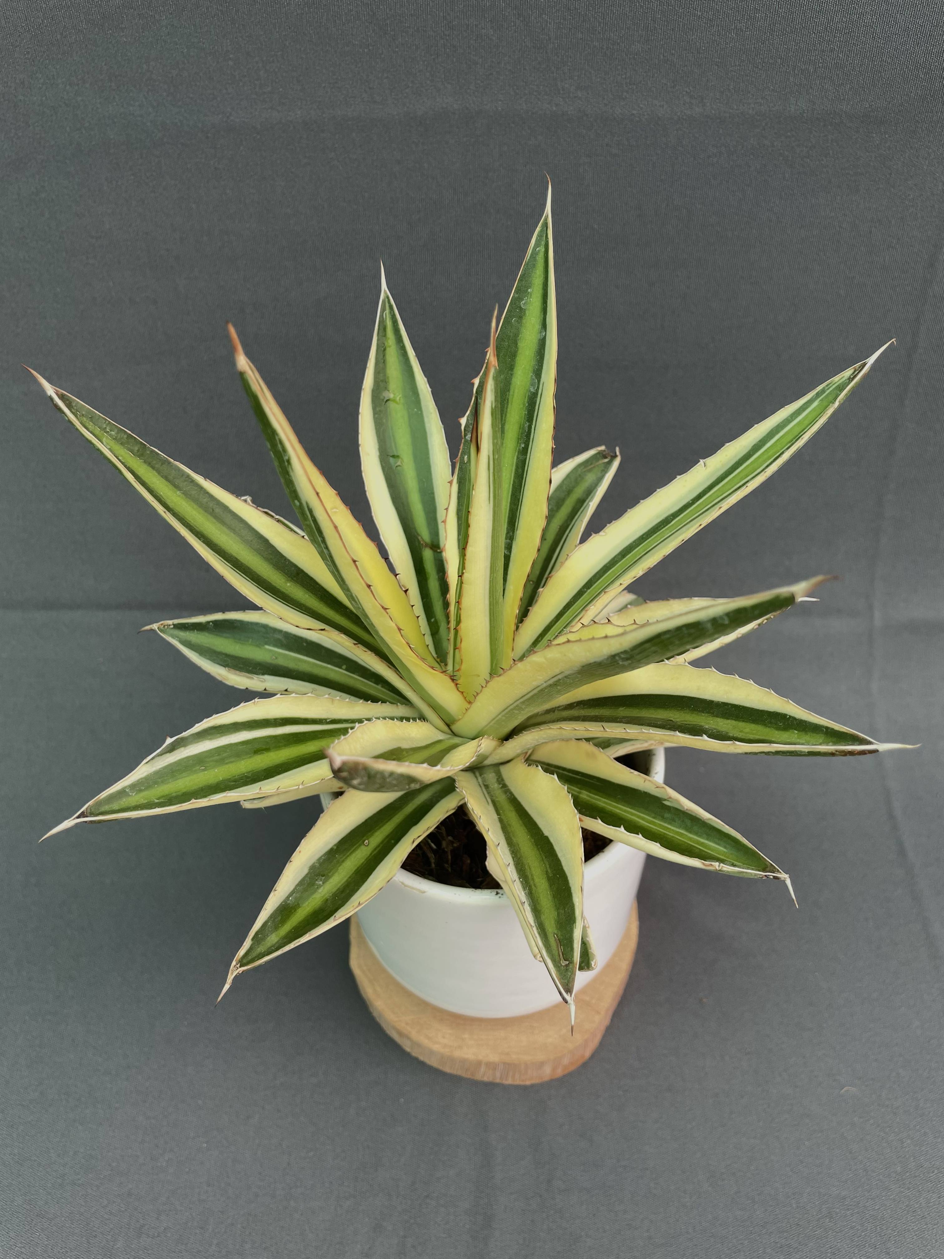 Agave Lophantha Quadricolor