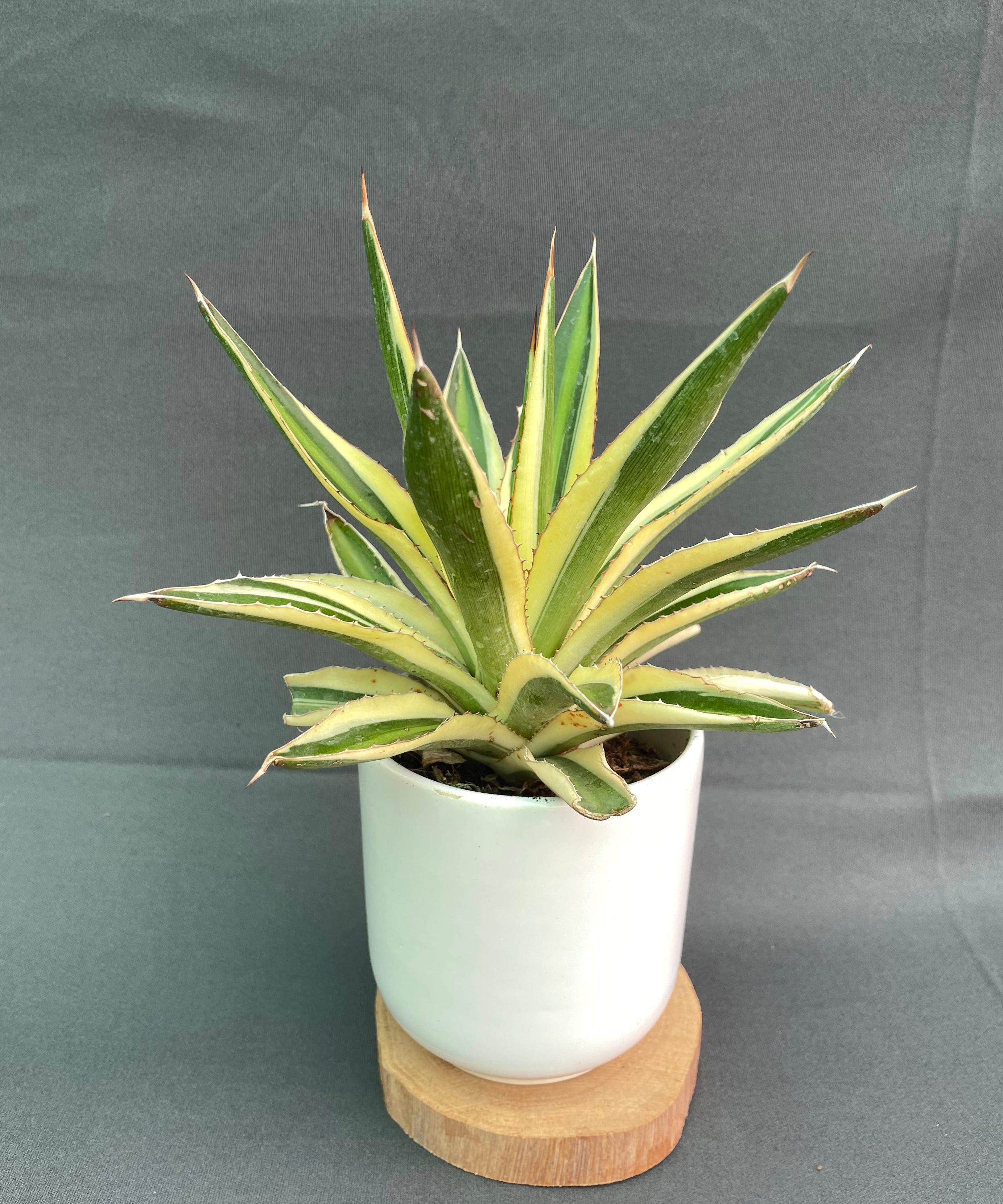 Agave Lophantha Quadricolor 