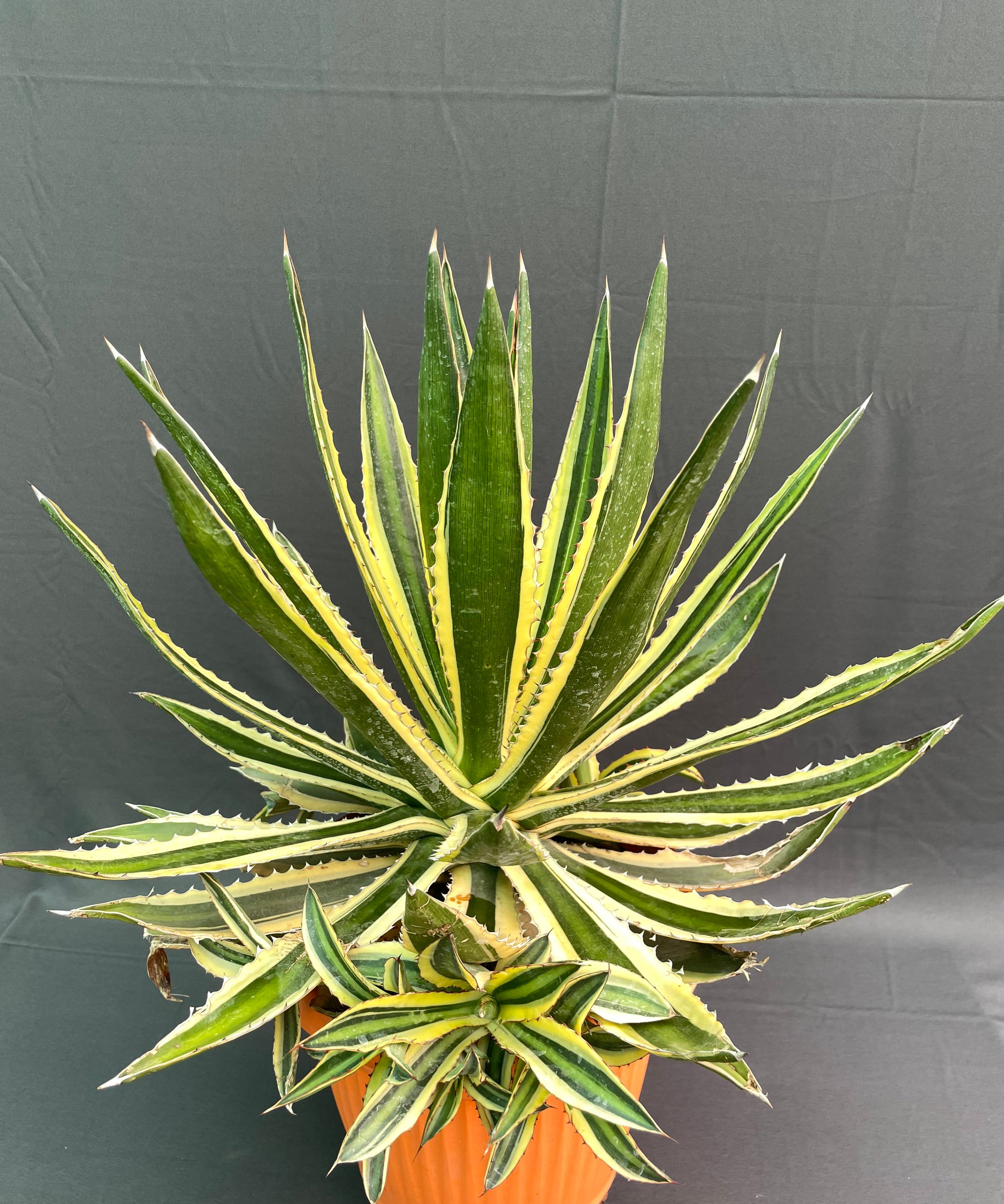 Agave Lophantha Quadricolor Big