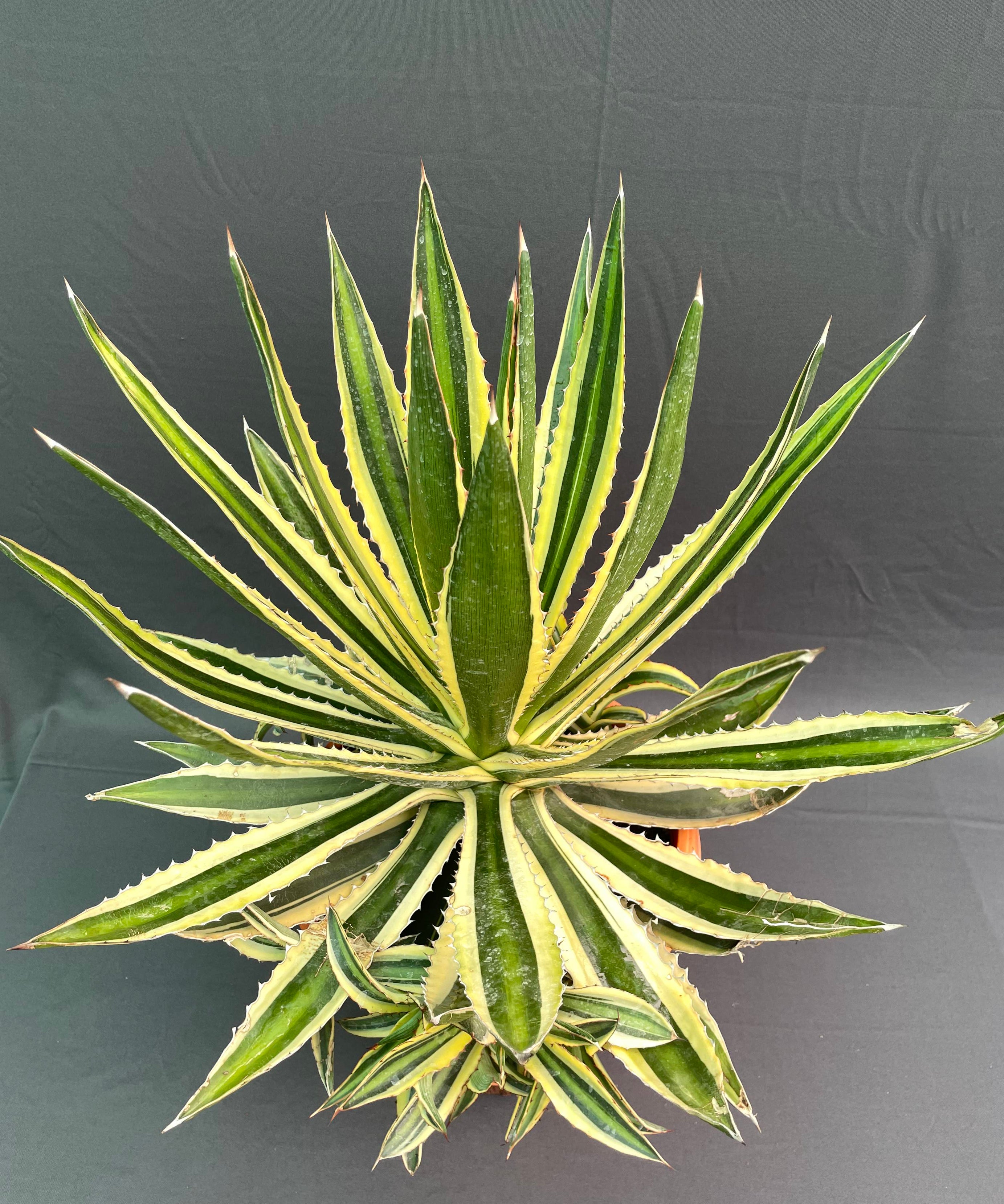 Agave Lophantha Quadricolor Big
