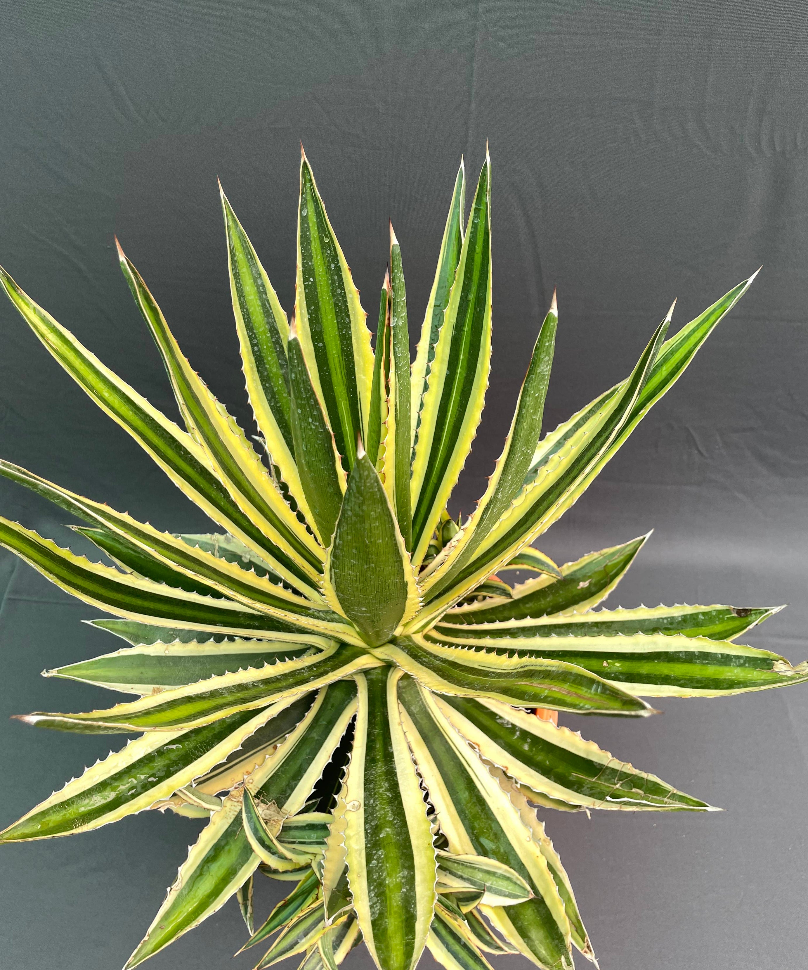 Agave Lophantha Quadricolor Big