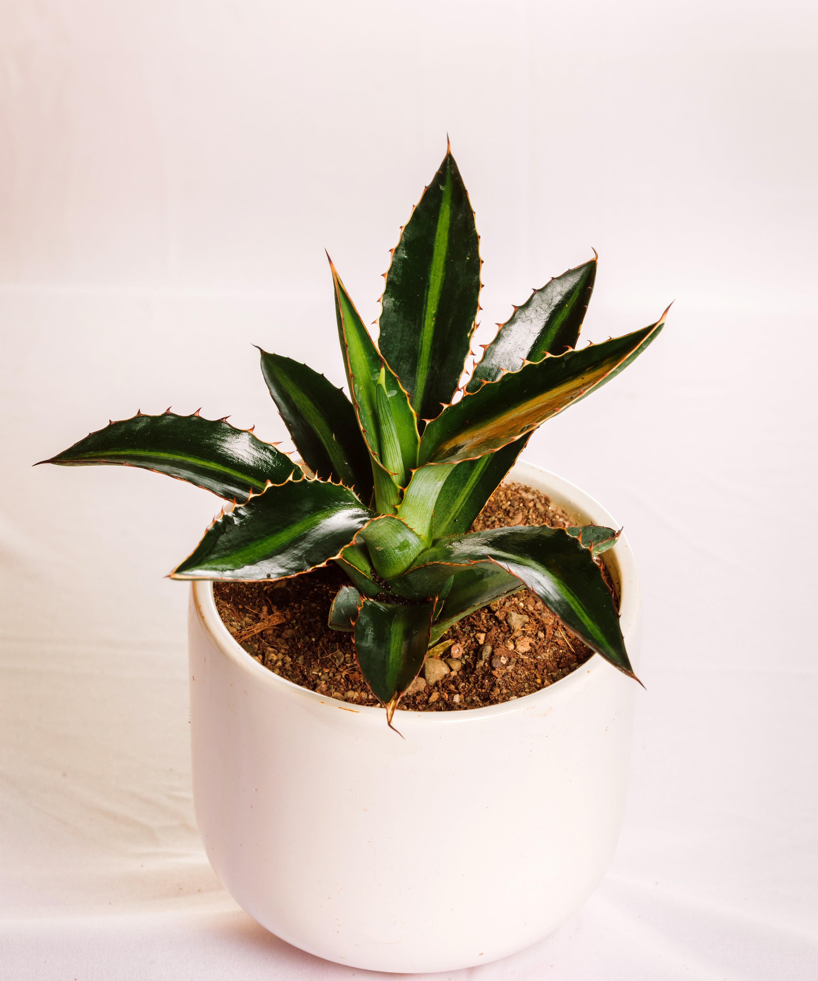Agave Lophantha Cv  Splendida Small