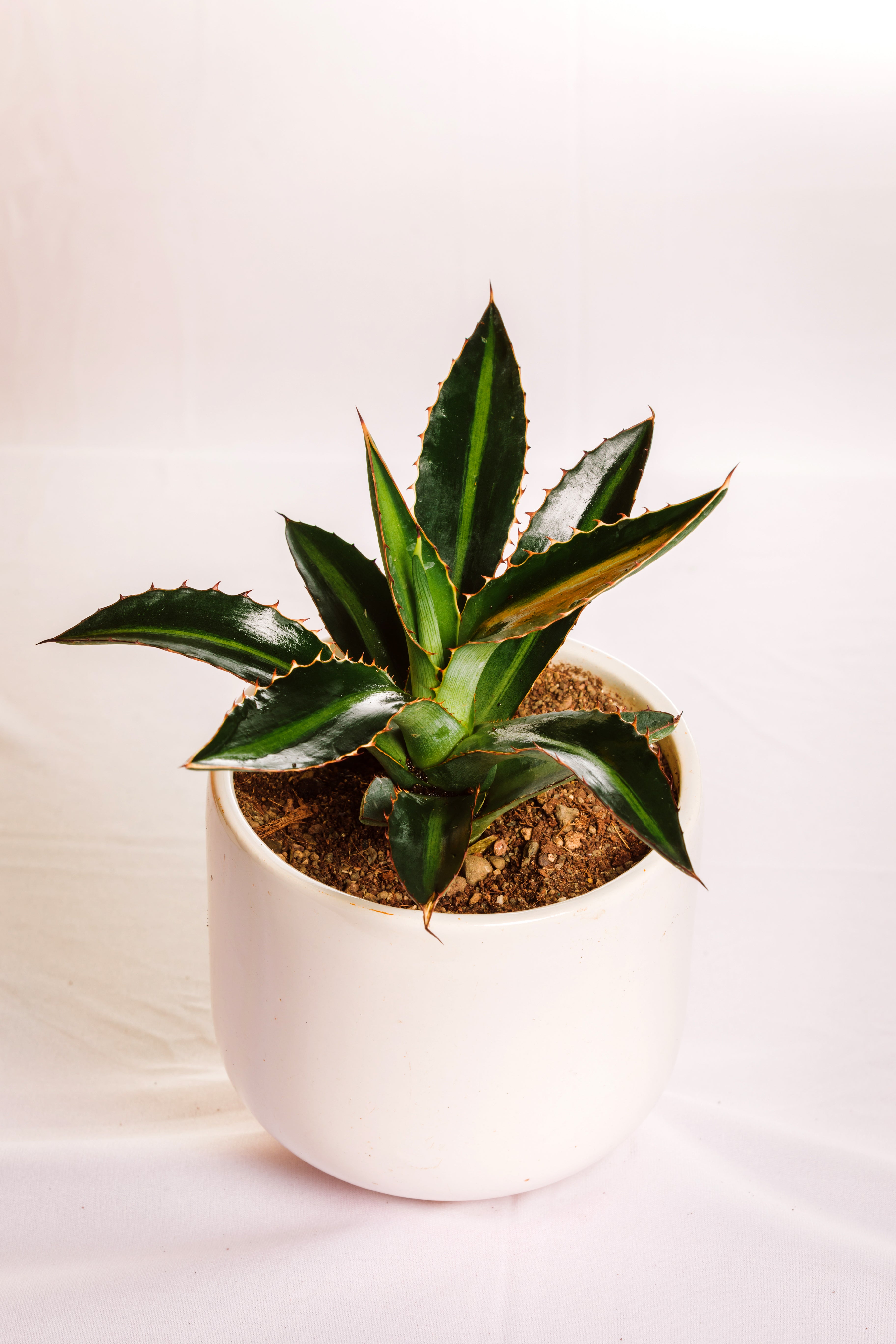 Agave Lophantha Cv  Splendida Small