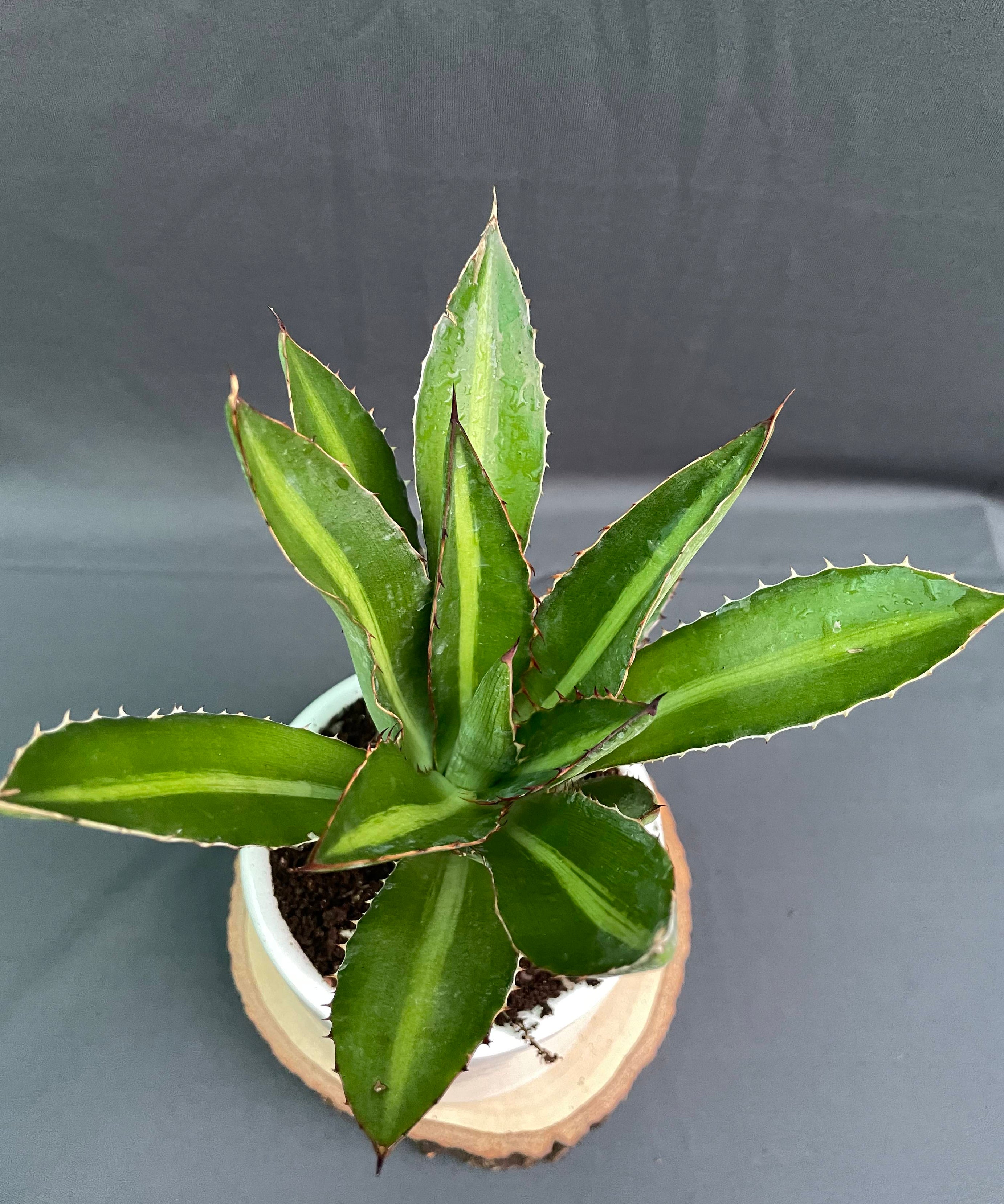 Agave_Lophantha_Splendida