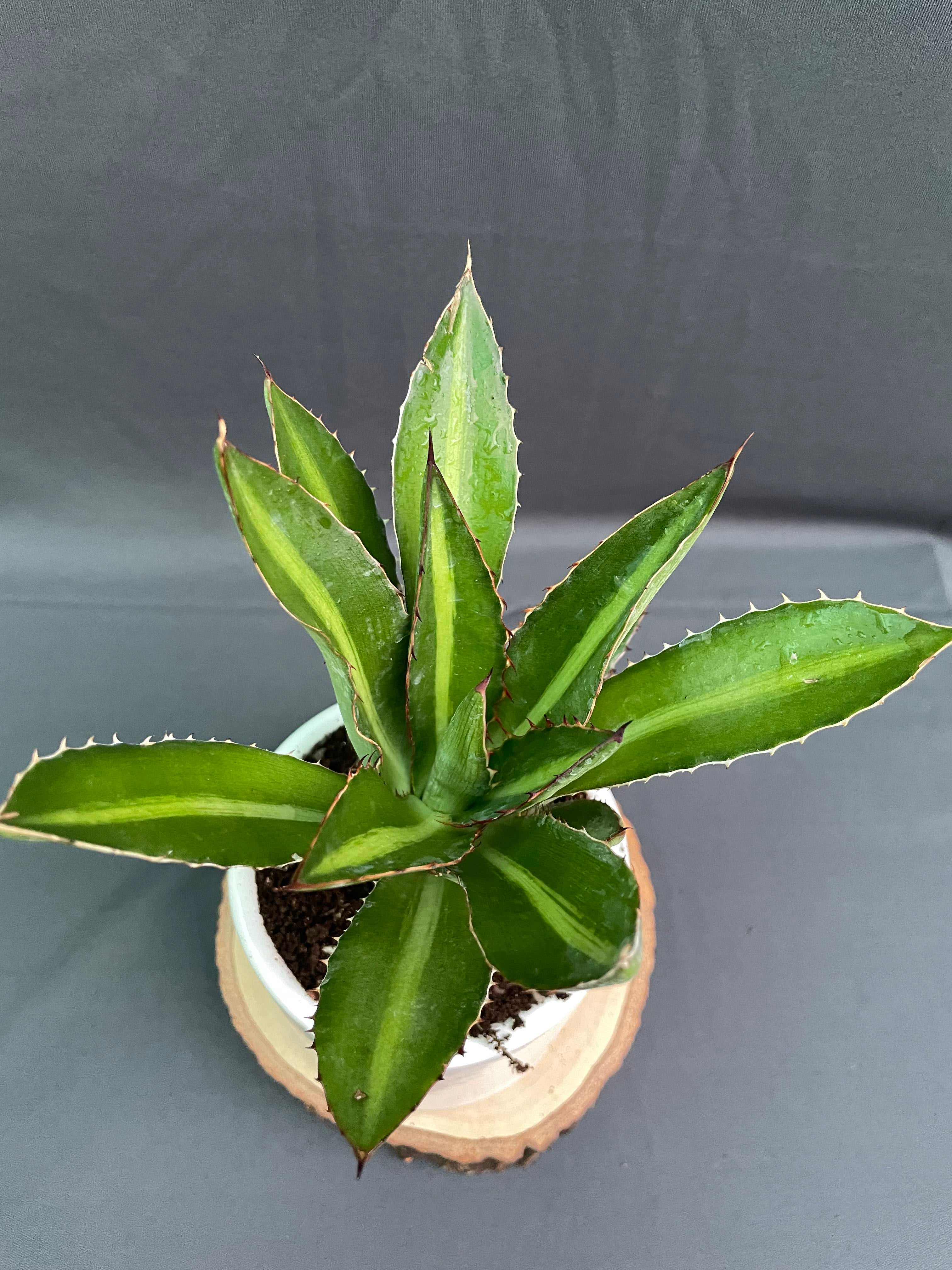 Agave_Lophantha_Splendida