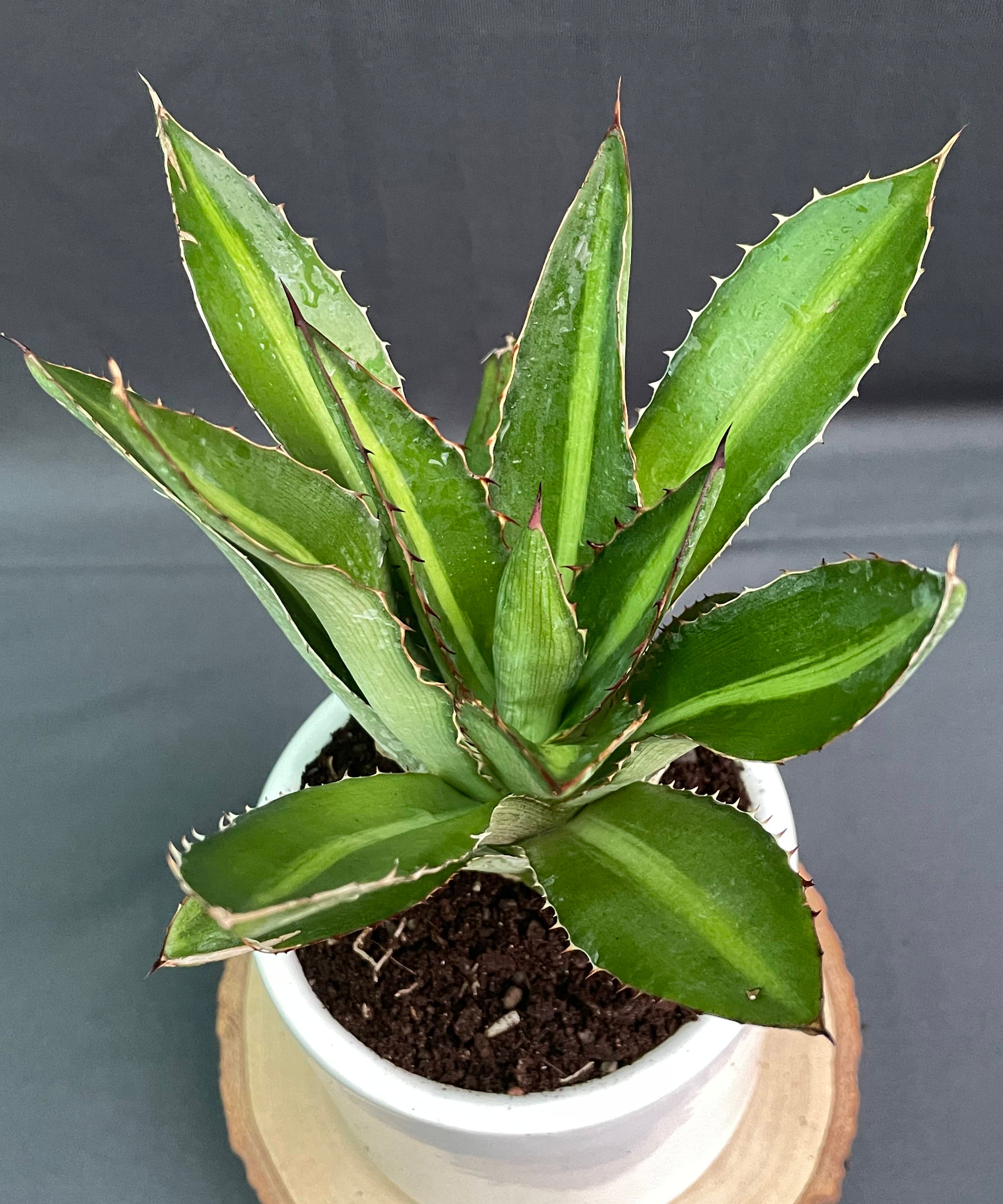 Agave_Lophantha_Splendida
