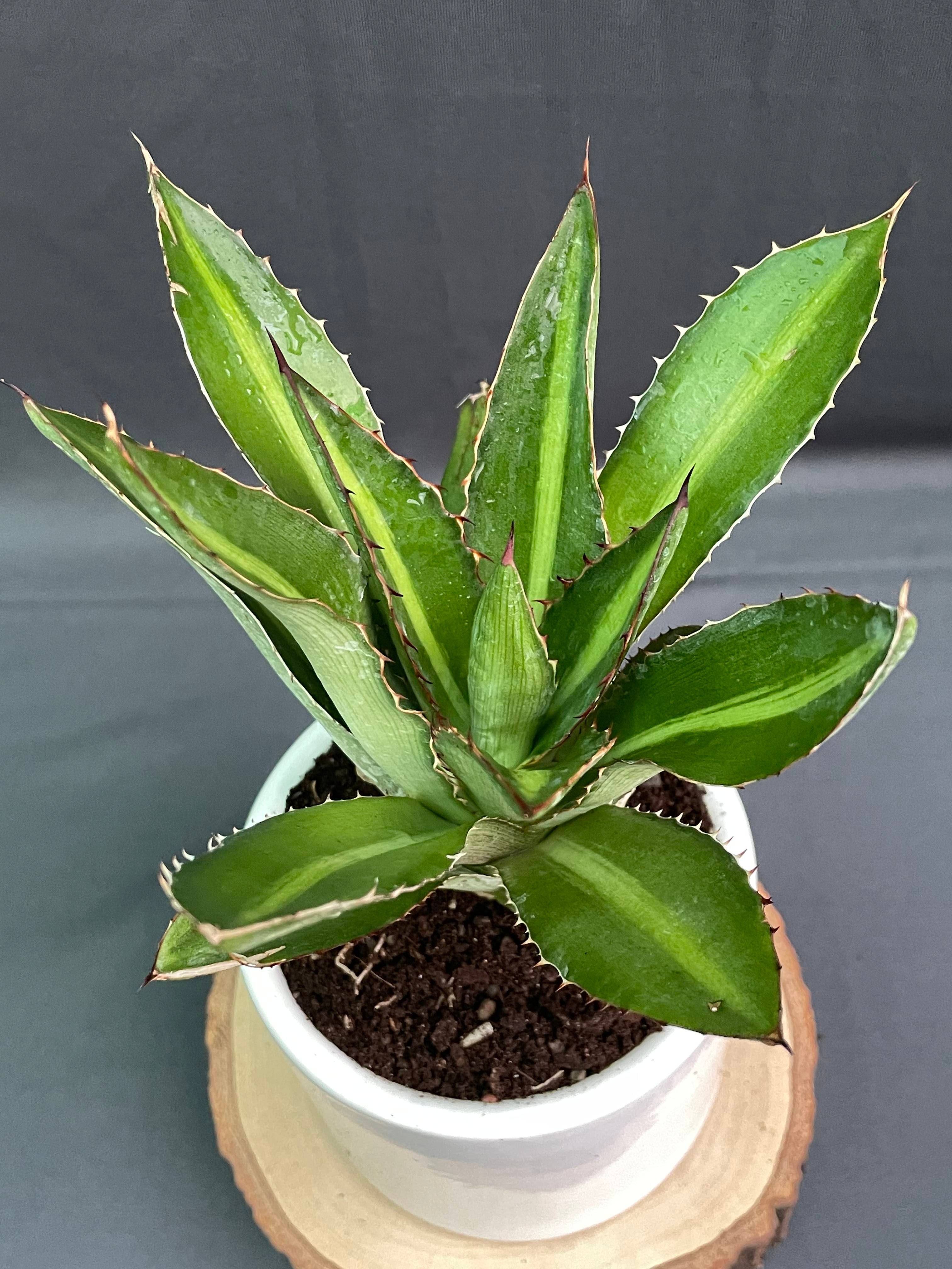 Agave_Lophantha_Splendida