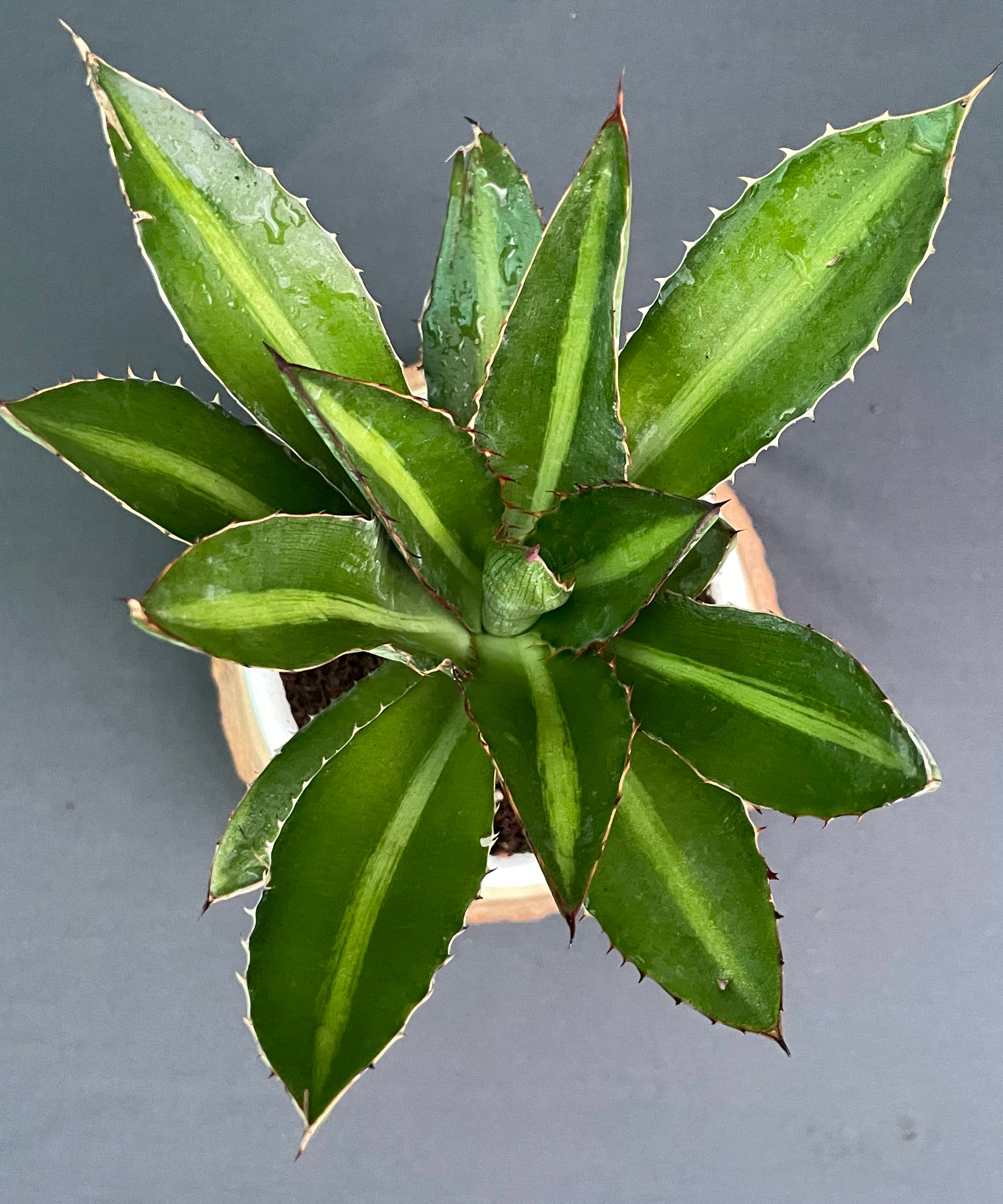 Agave_Lophantha_Splendida