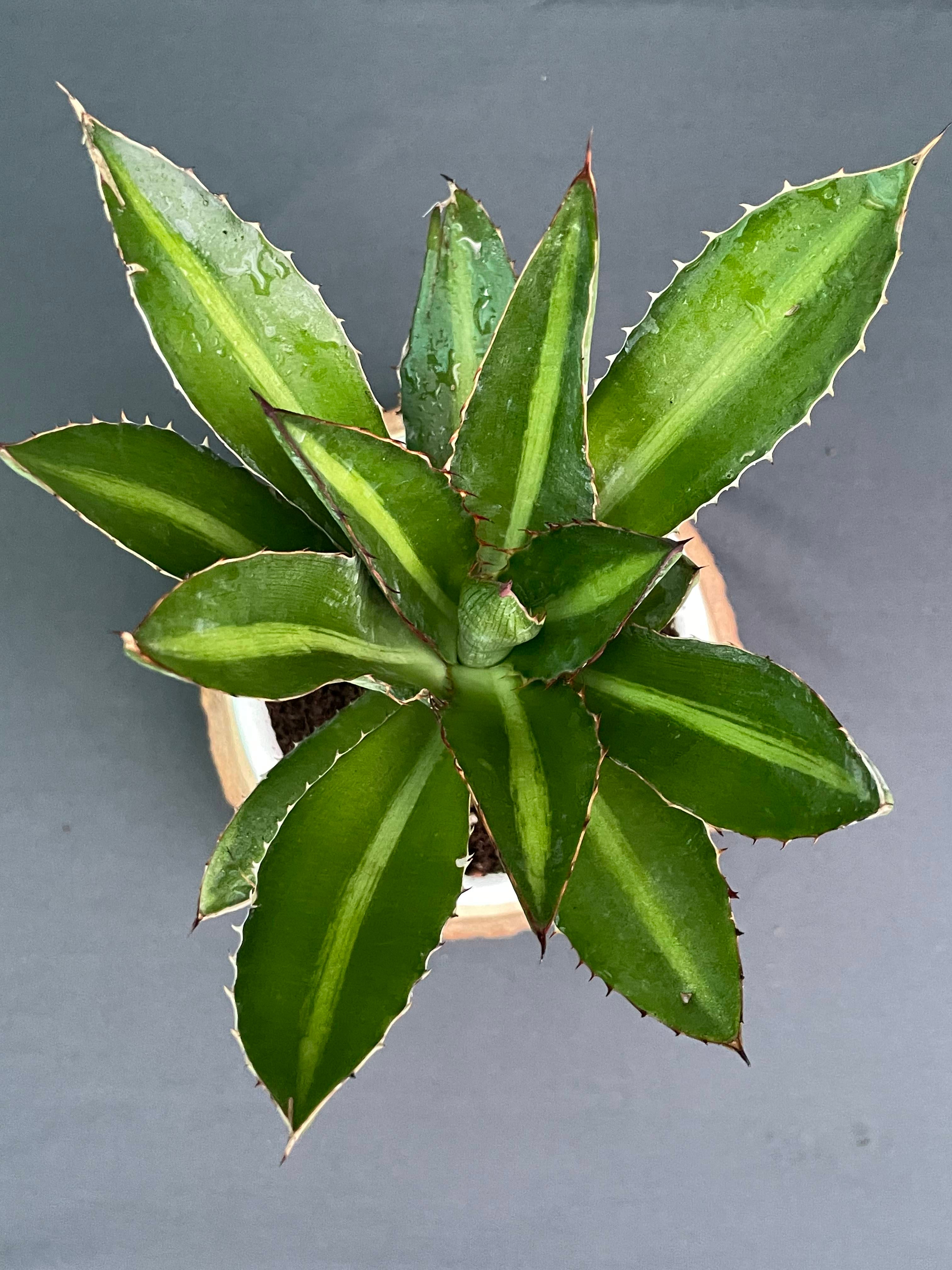 Agave_Lophantha_Splendida