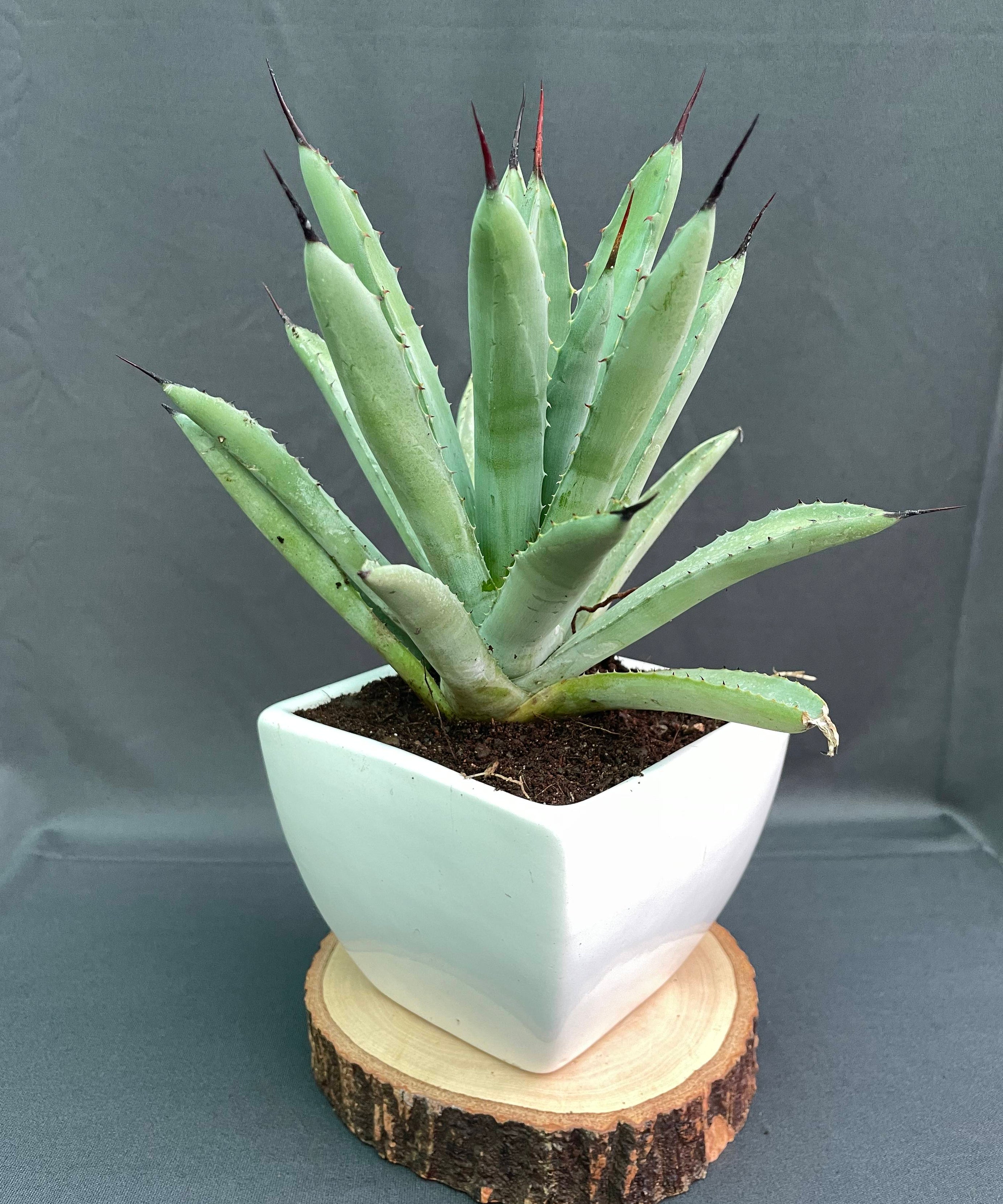 Agave Macroacantha