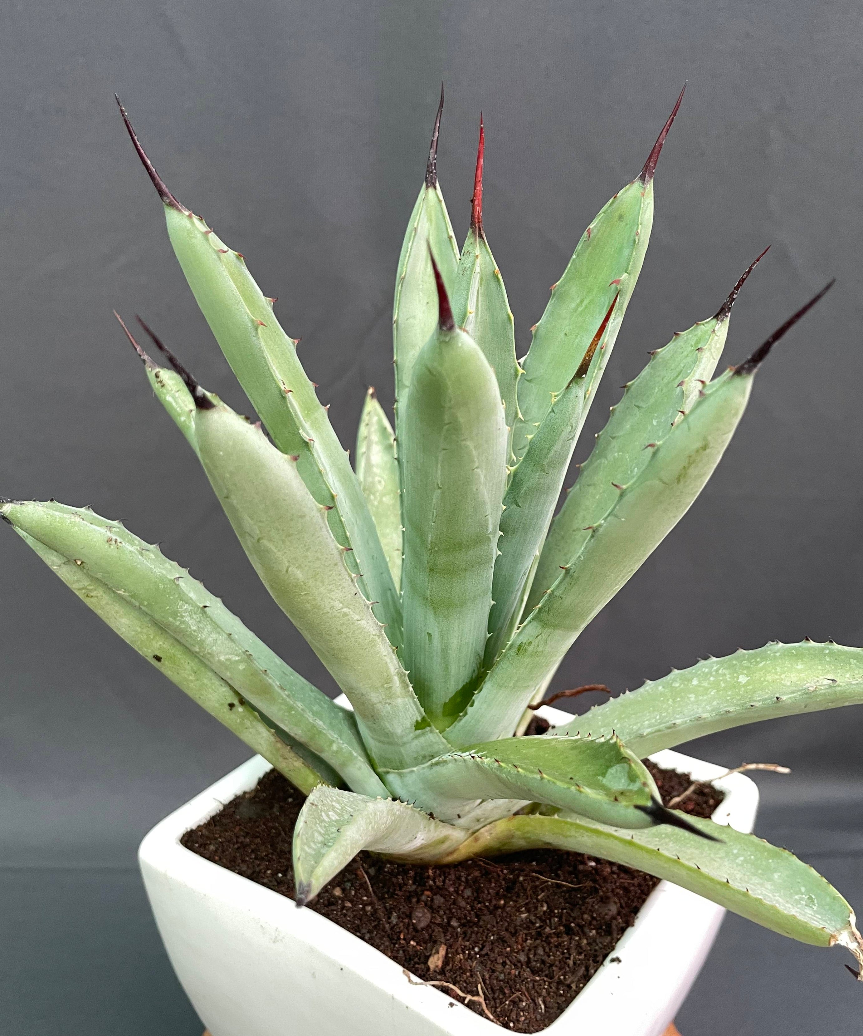 Agave Macroacantha