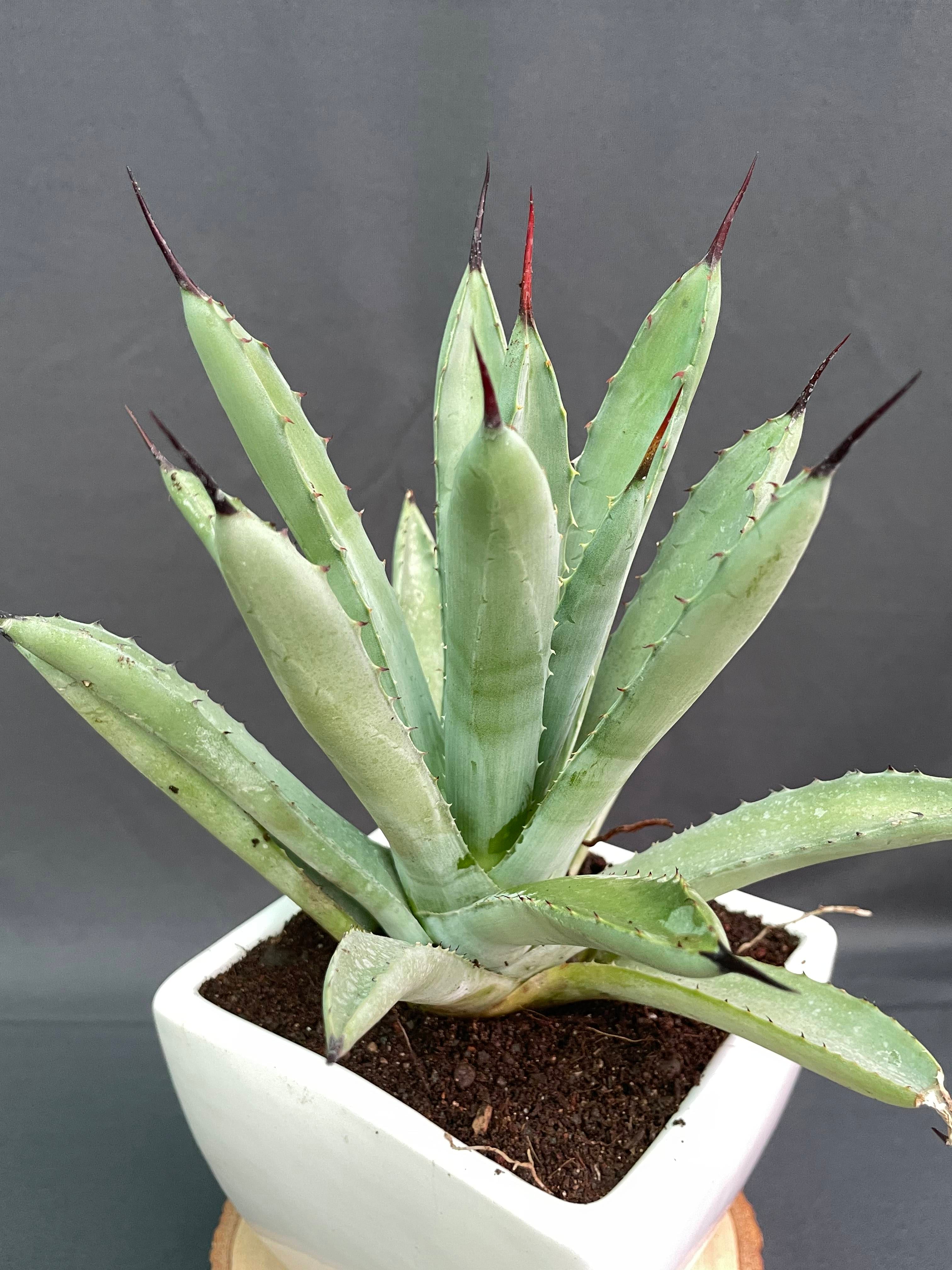 Agave Macroacantha