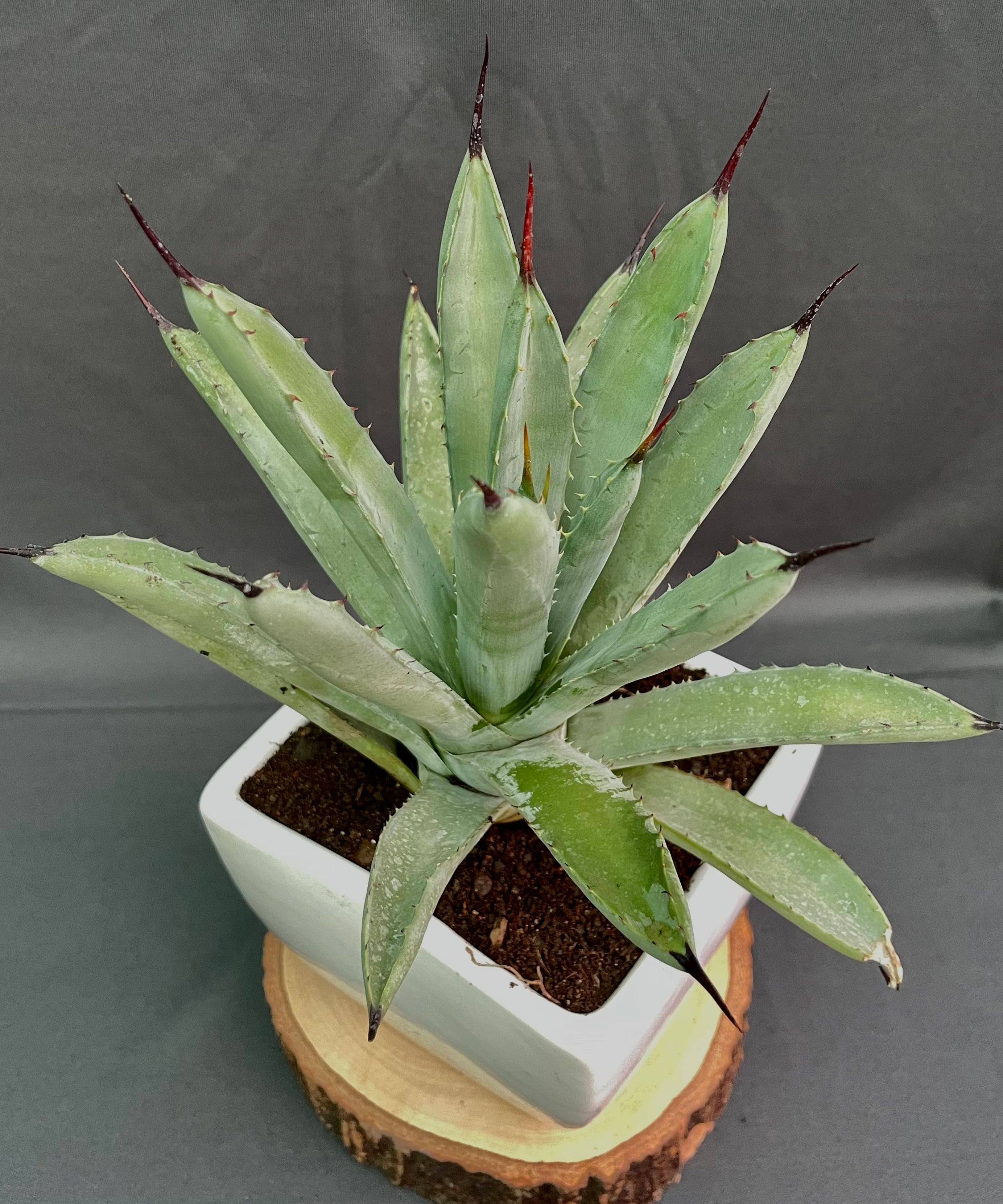 Agave Macroacantha