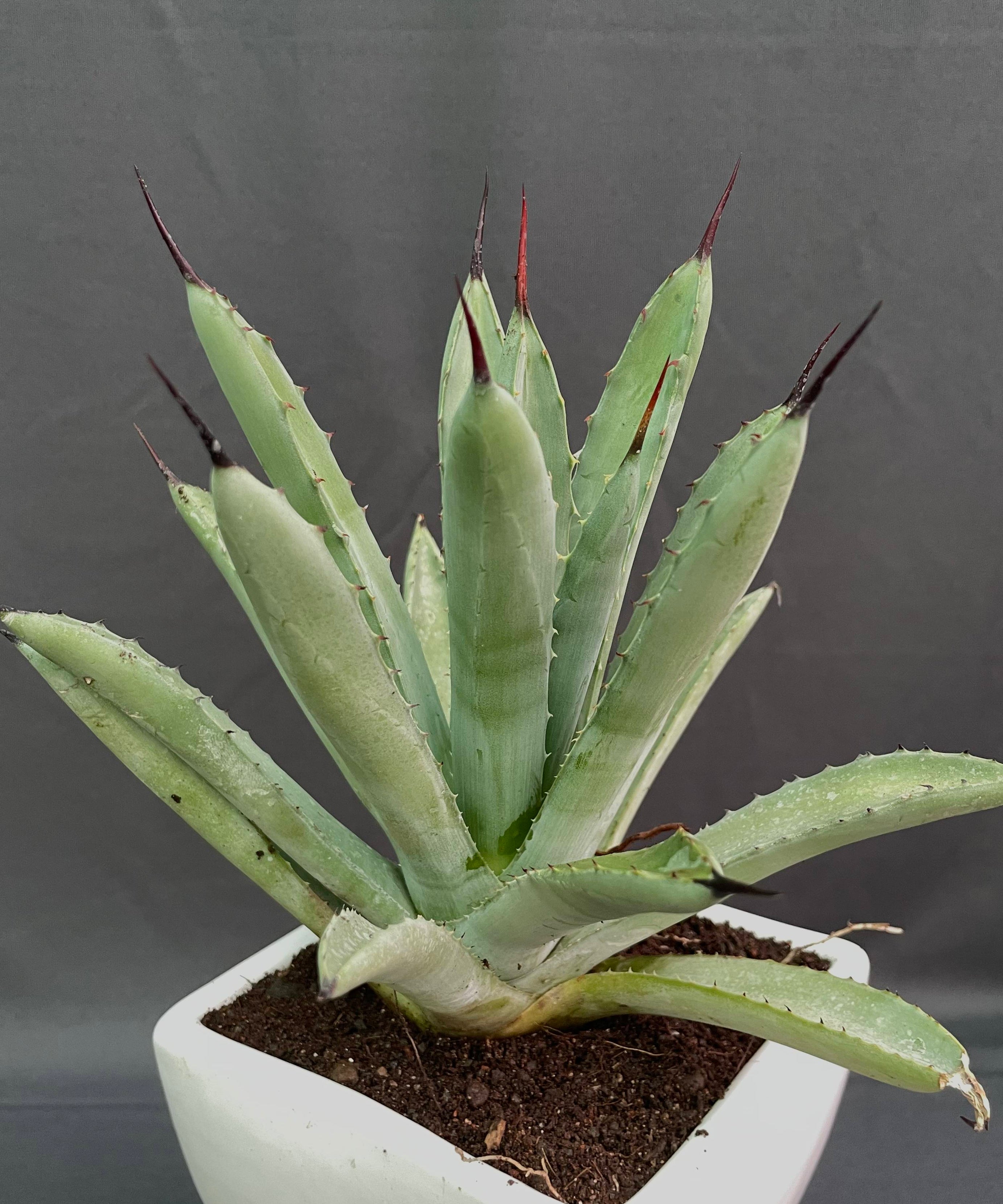 Agave Macroacantha