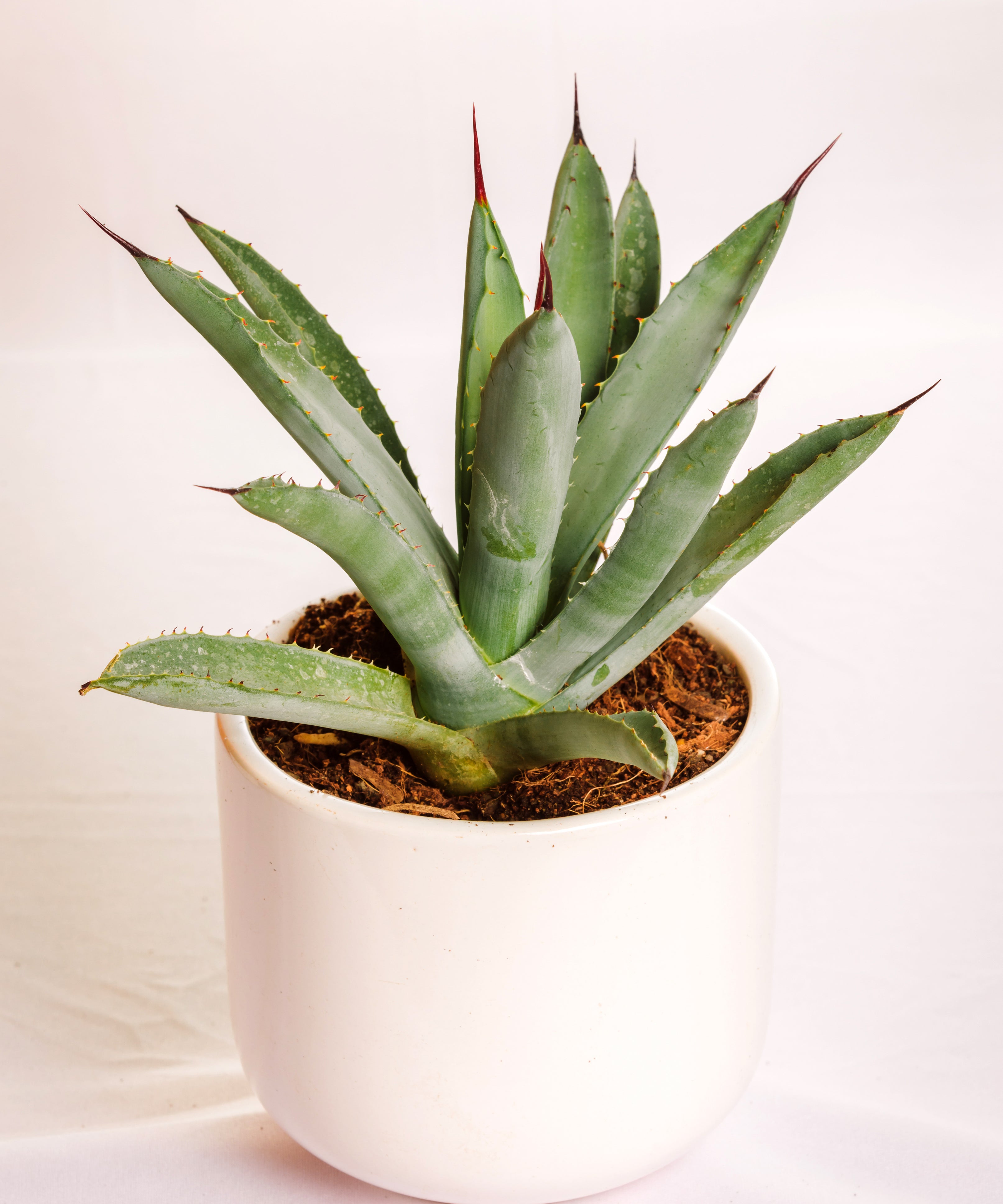 Agave Macroacantha