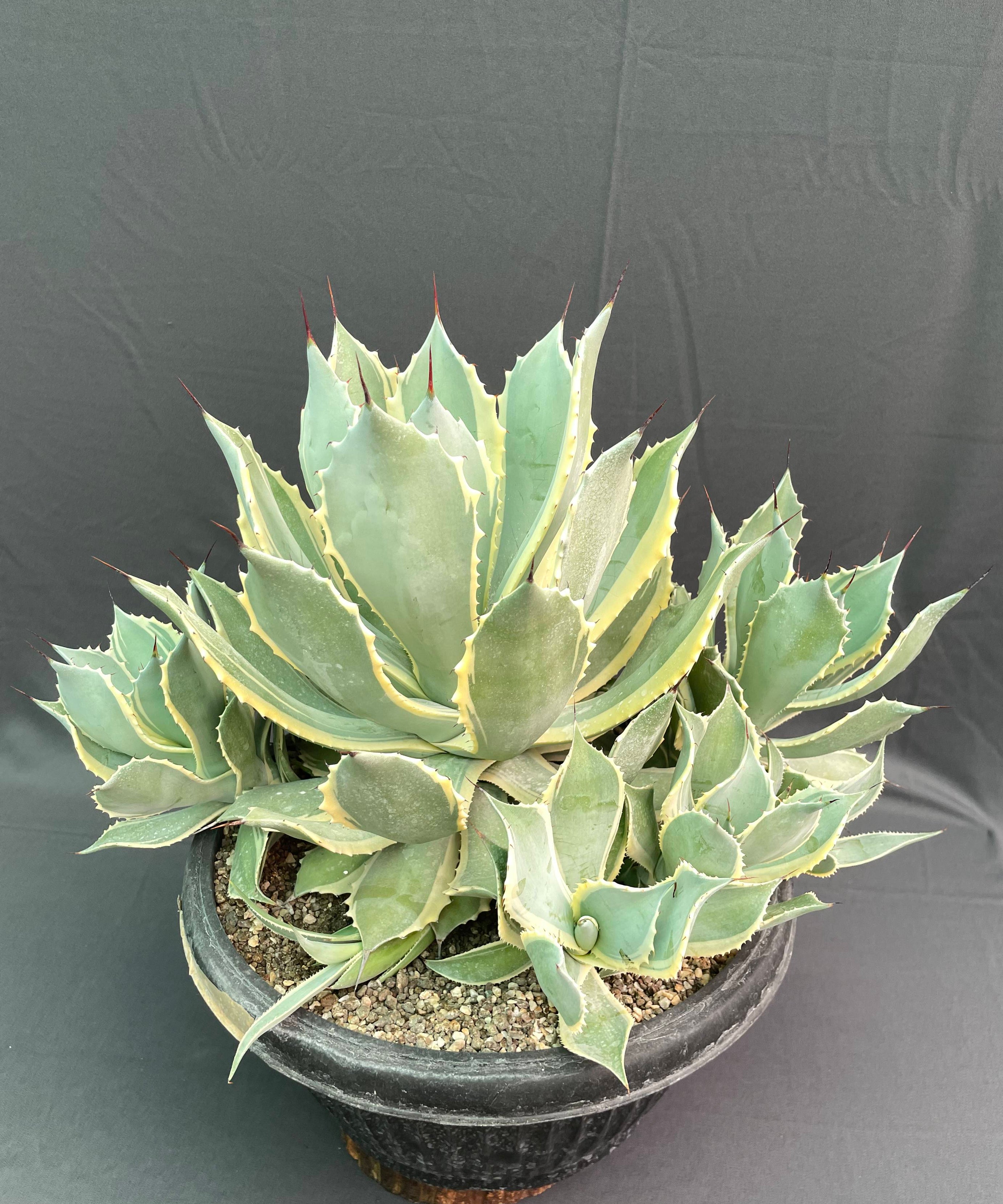 Agave Potatorum Bluewinds Variegated Big