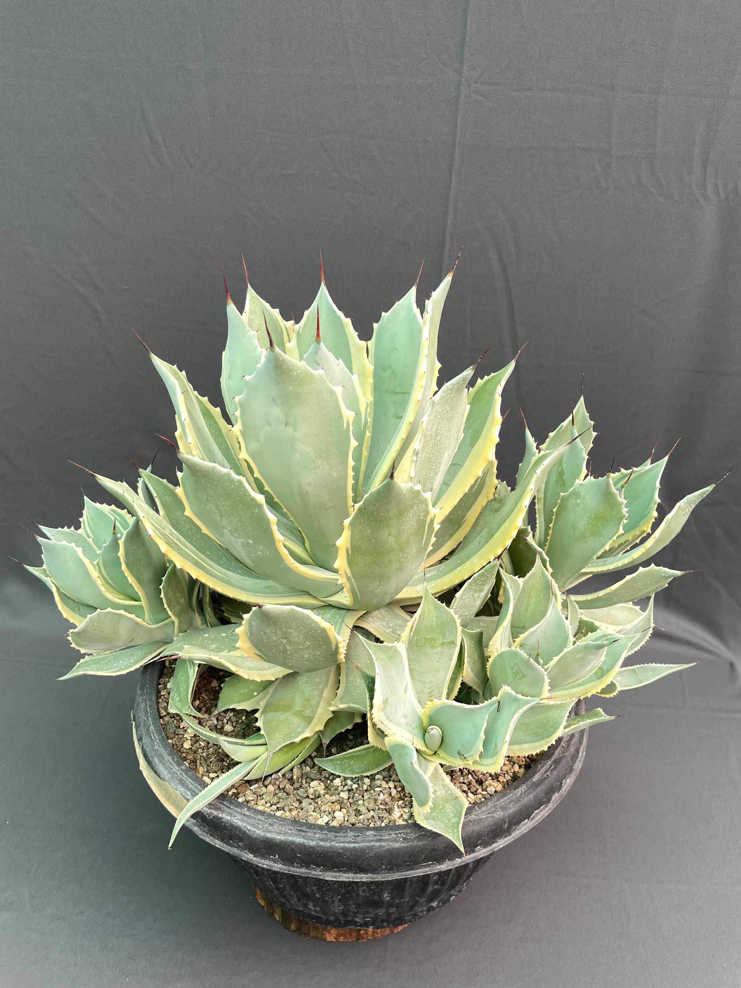 Agave Potatorum Bluewinds Variegated Big