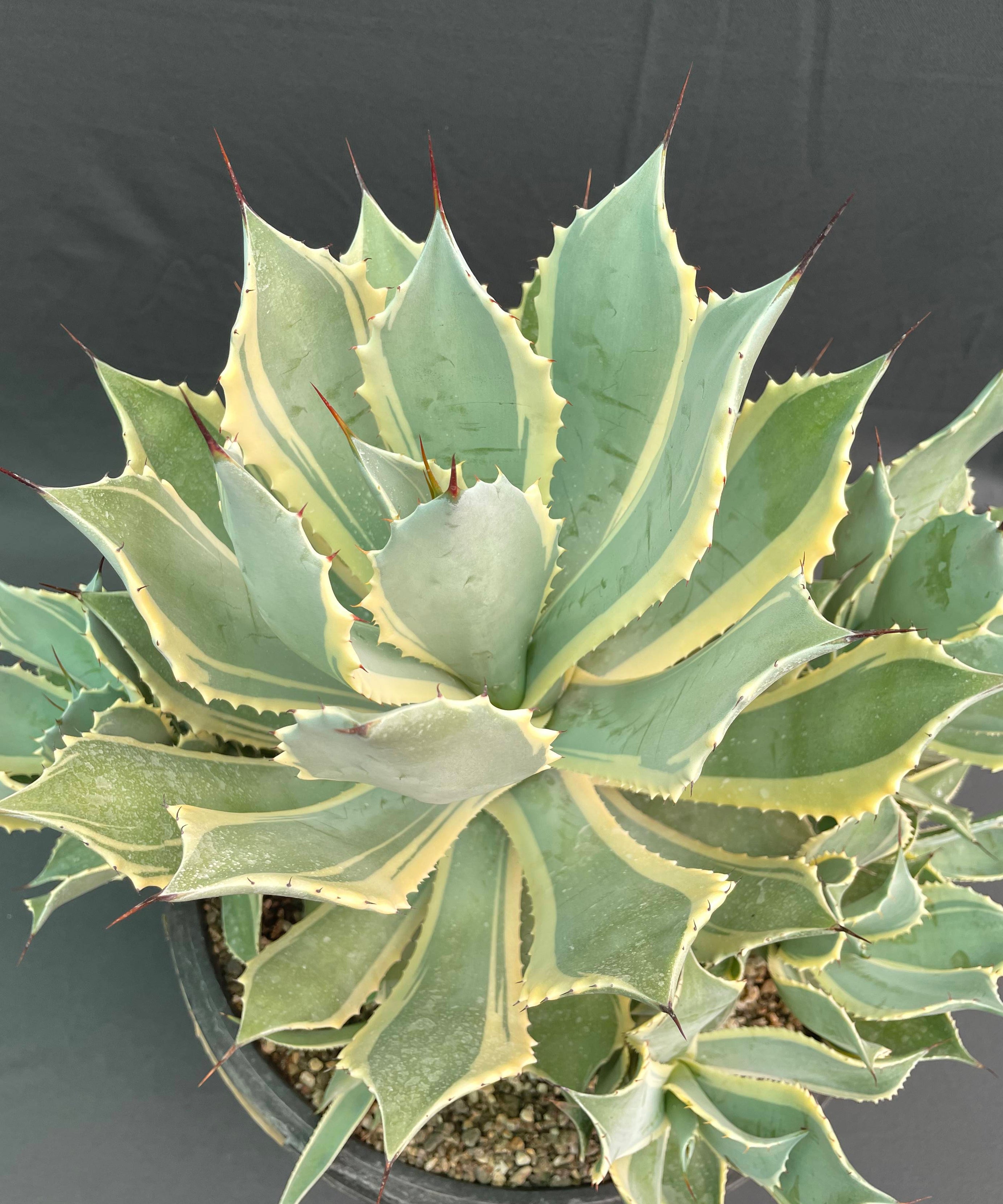 Agave Potatorum Bluewinds Variegated Big