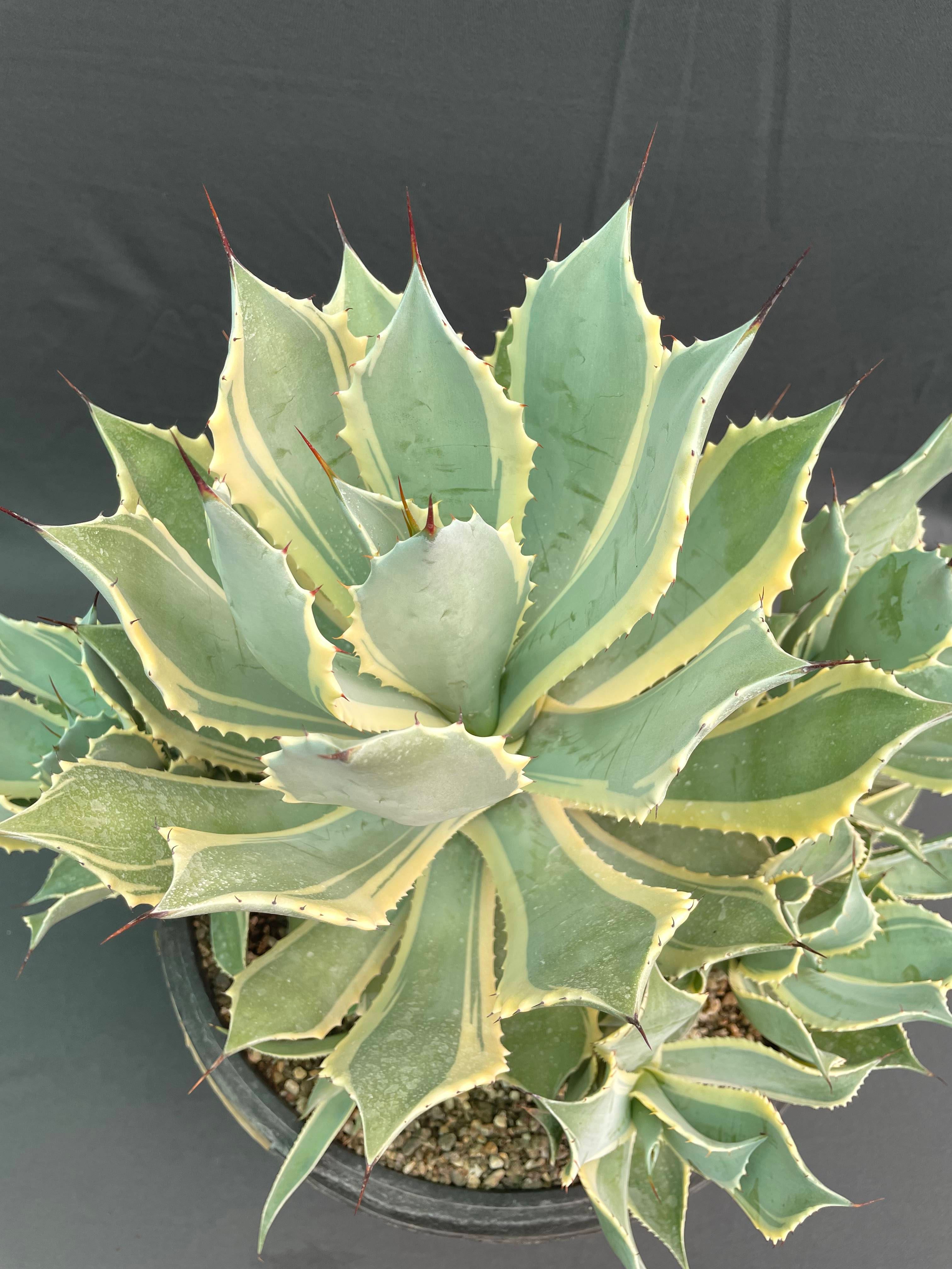 Agave Potatorum Bluewinds Variegated Big