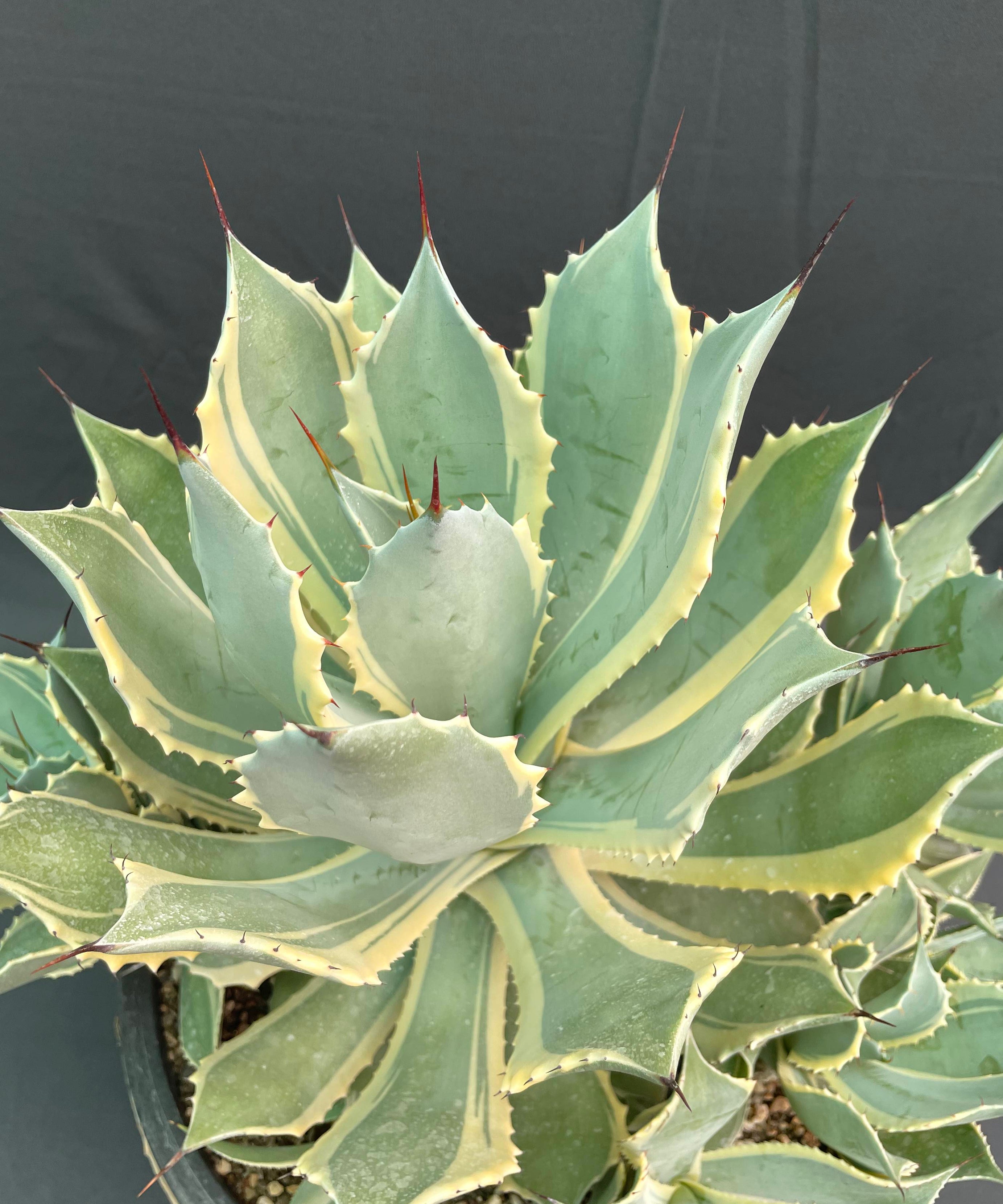 Agave Potatorum Bluewinds Variegated Big