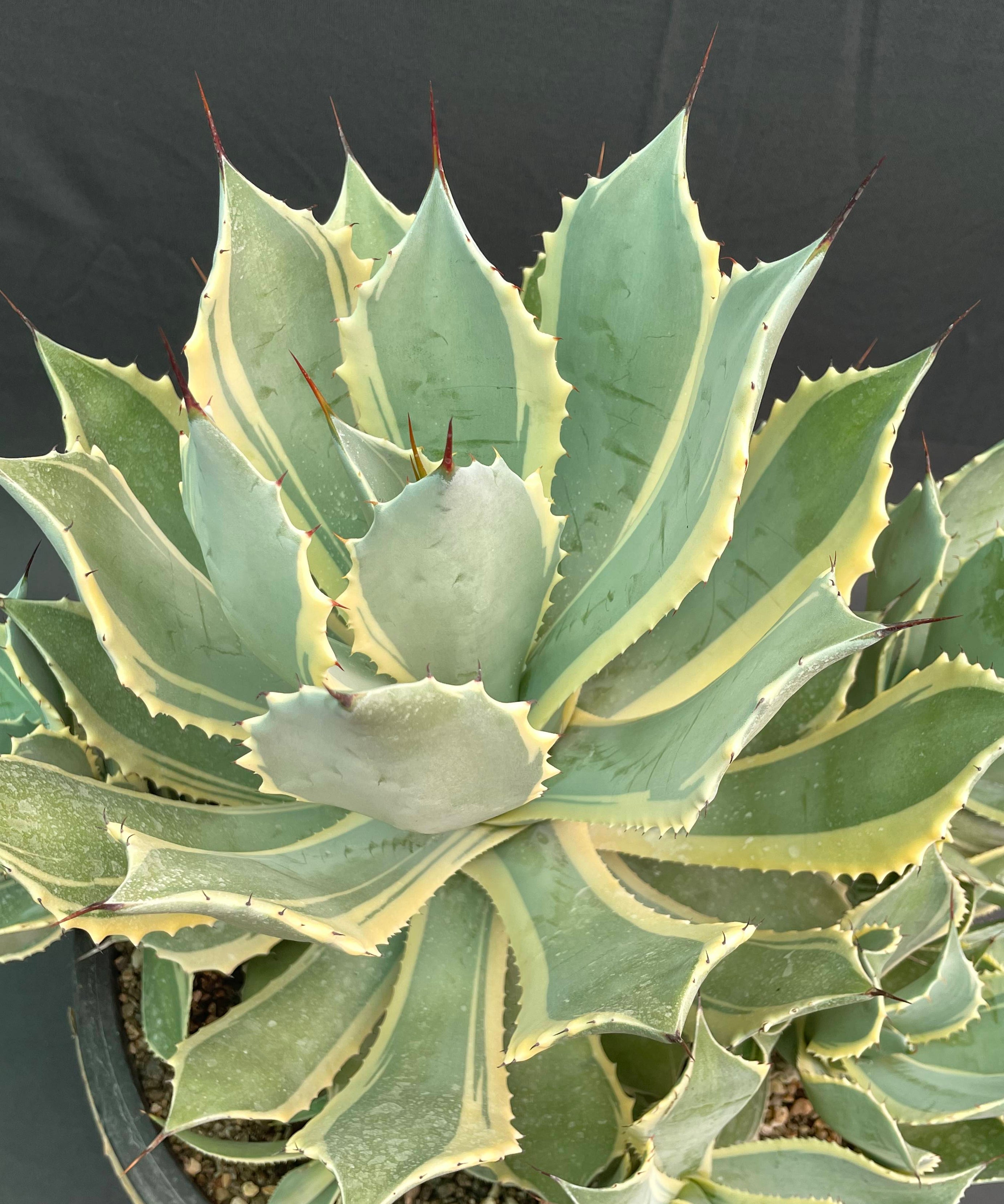 Agave Potatorum Bluewinds Variegated Big