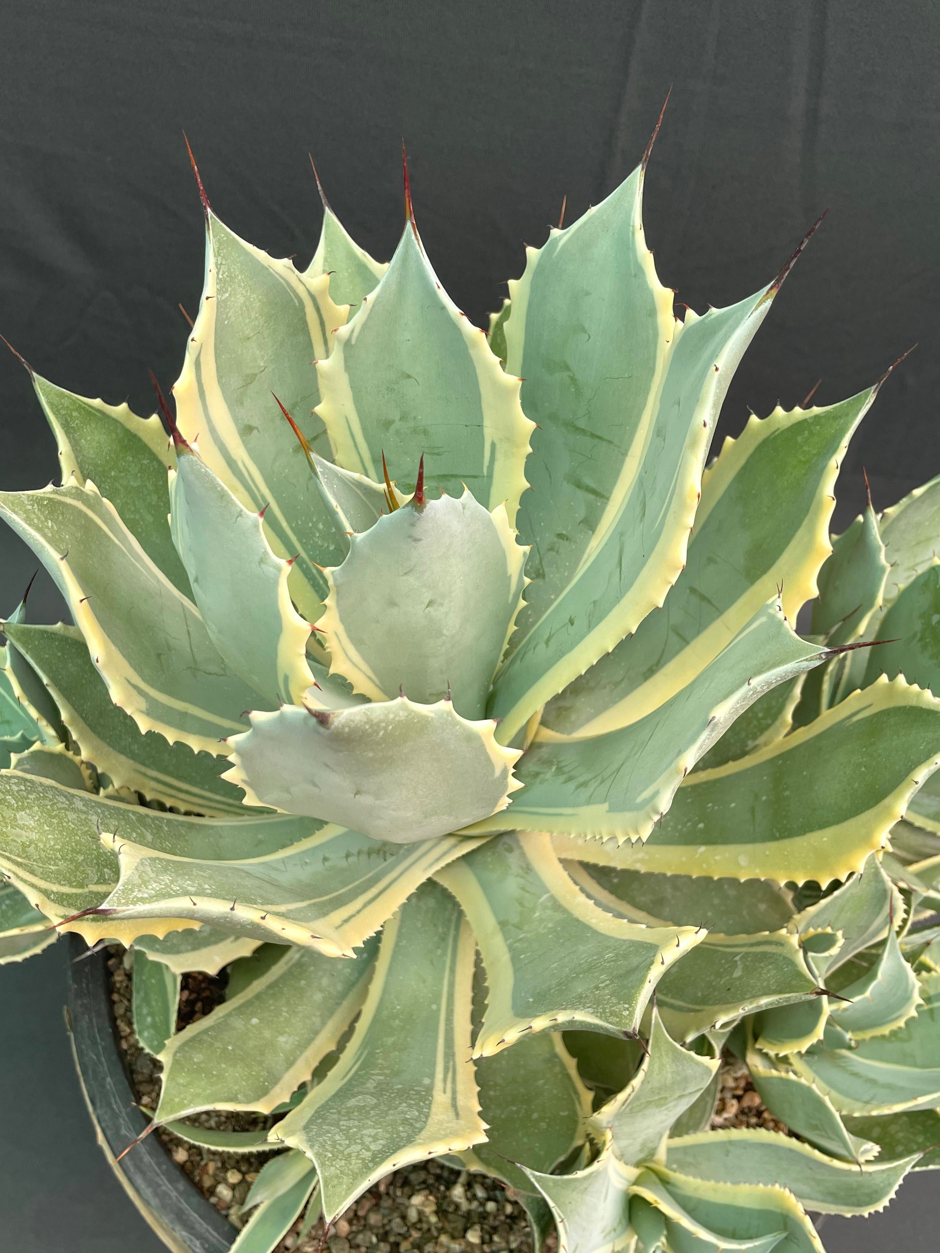 Agave Potatorum Bluewinds Variegated Big
