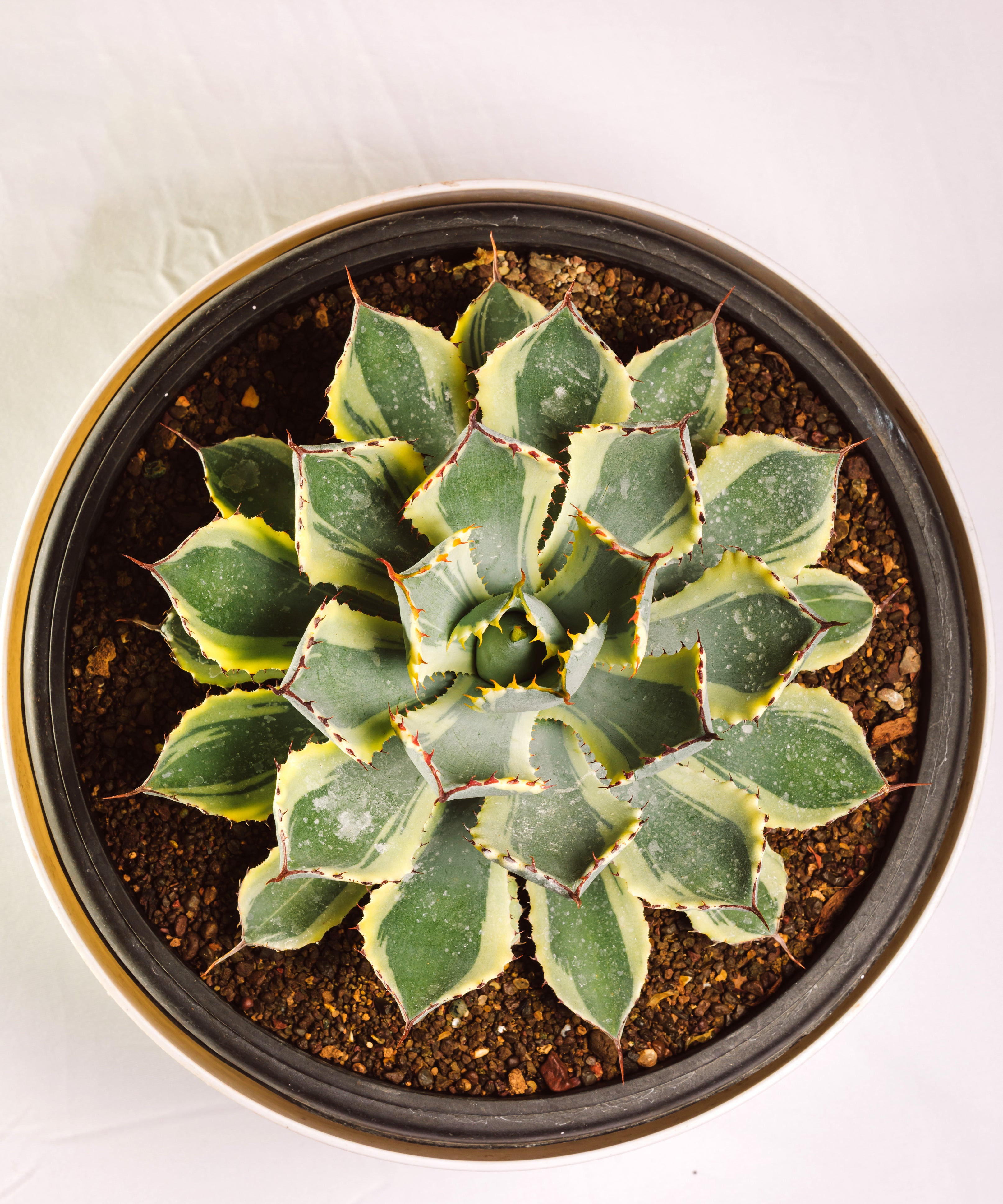Agave Potatorum 'Kissho Kan' Variegated Big