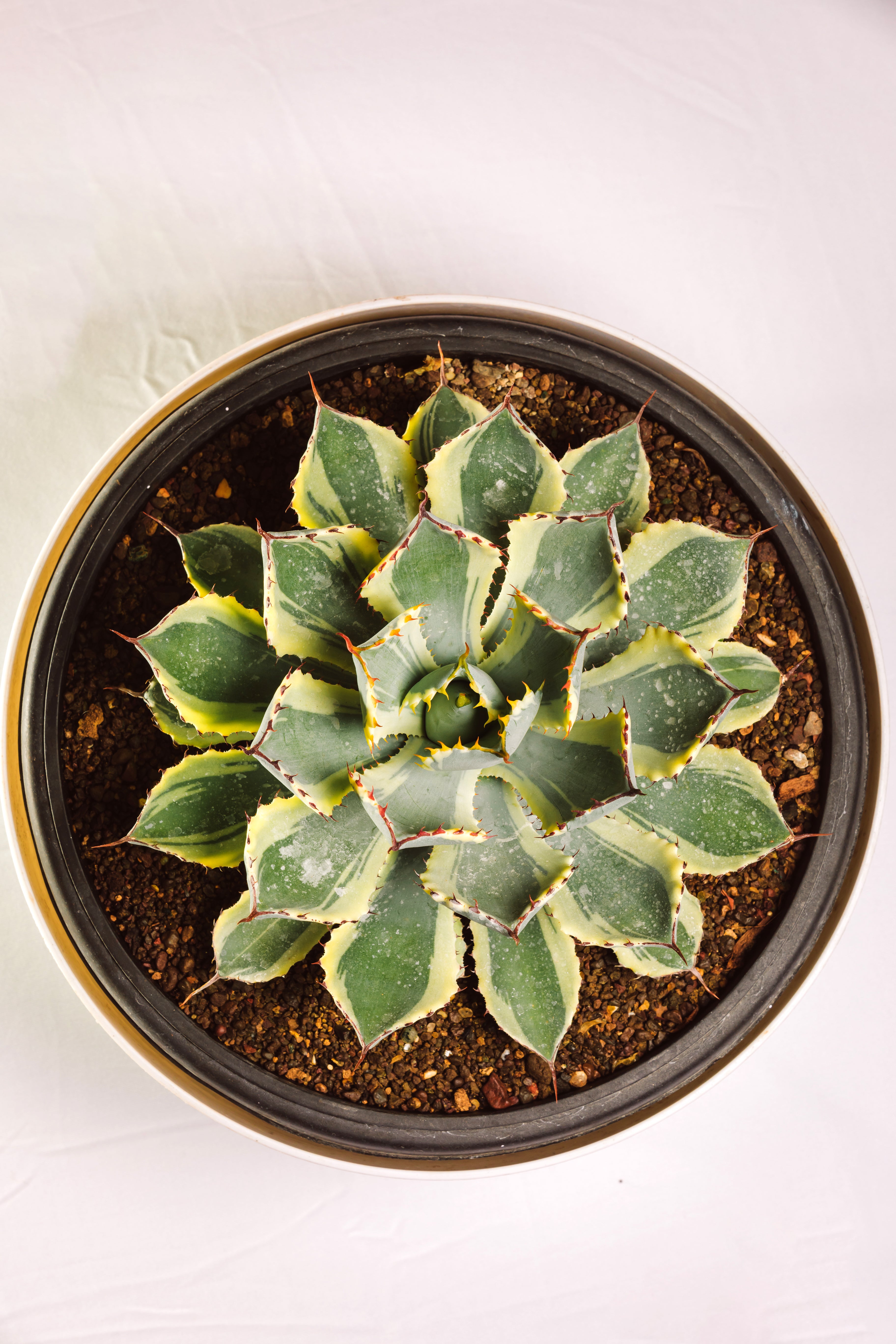 Agave Potatorum 'Kissho Kan' Variegated Big