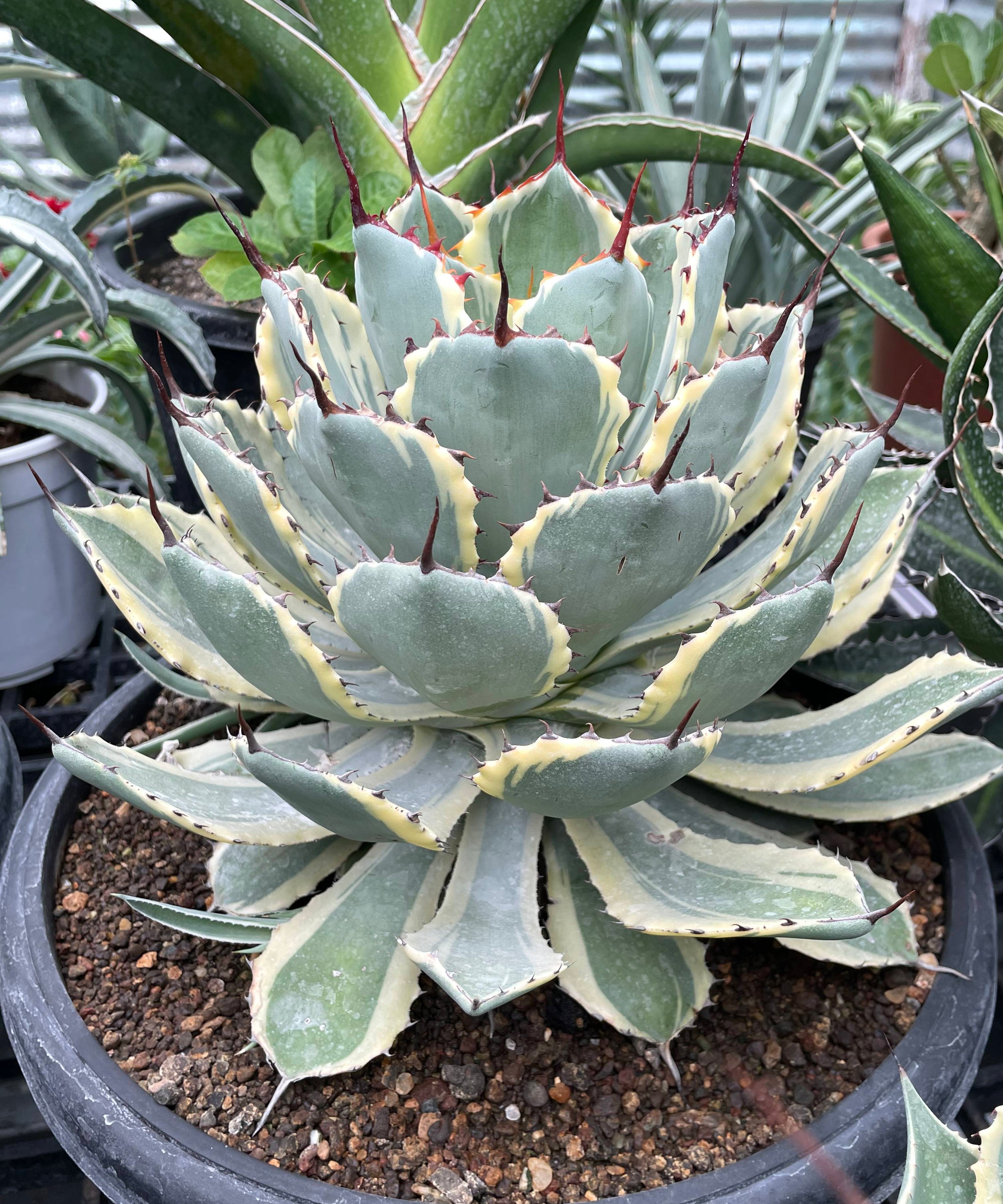 Agave_Potatorum_Kissho_Kan_Variegated_Big
