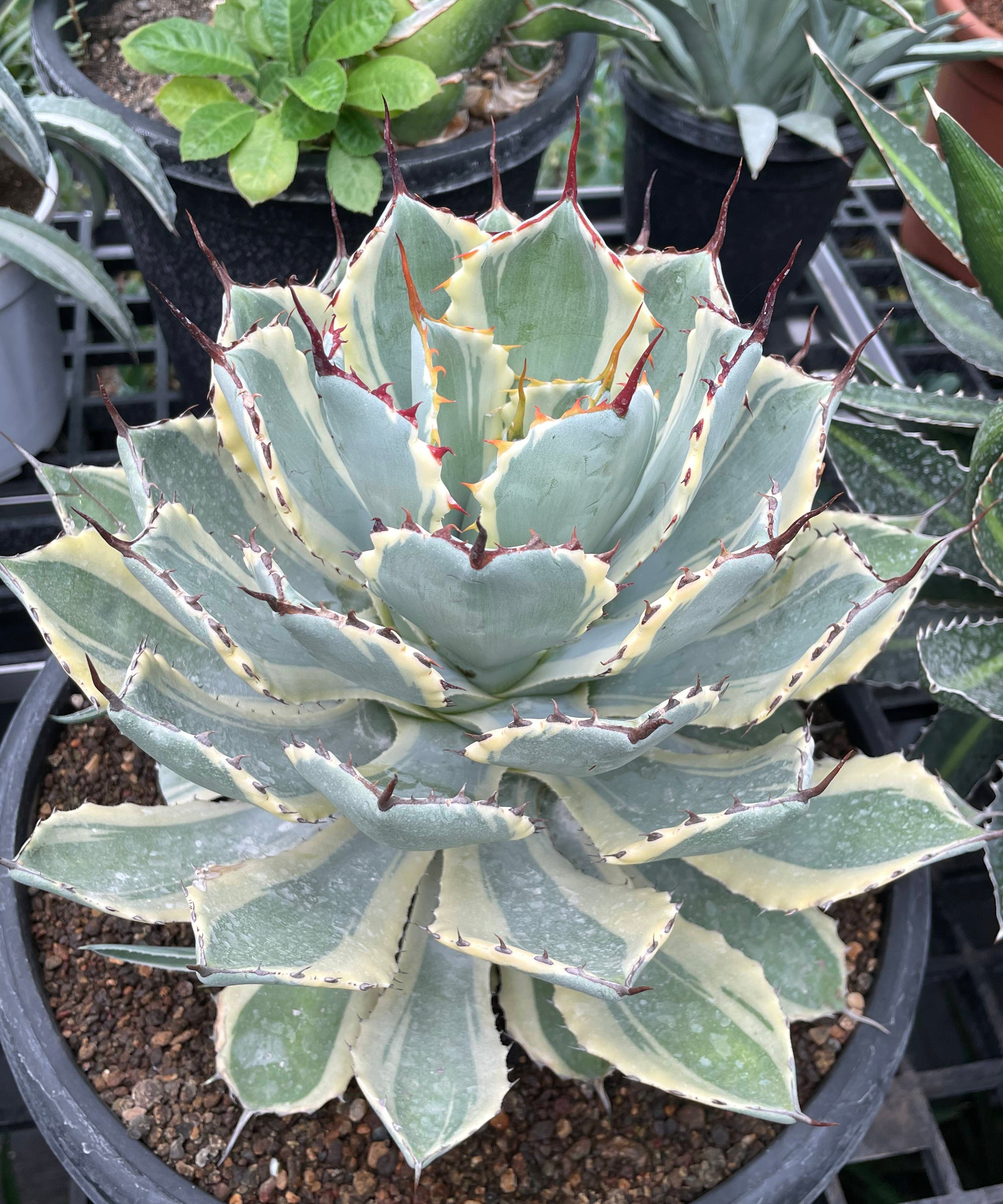Agave_Potatorum_Kissho_Kan_Variegated_Big