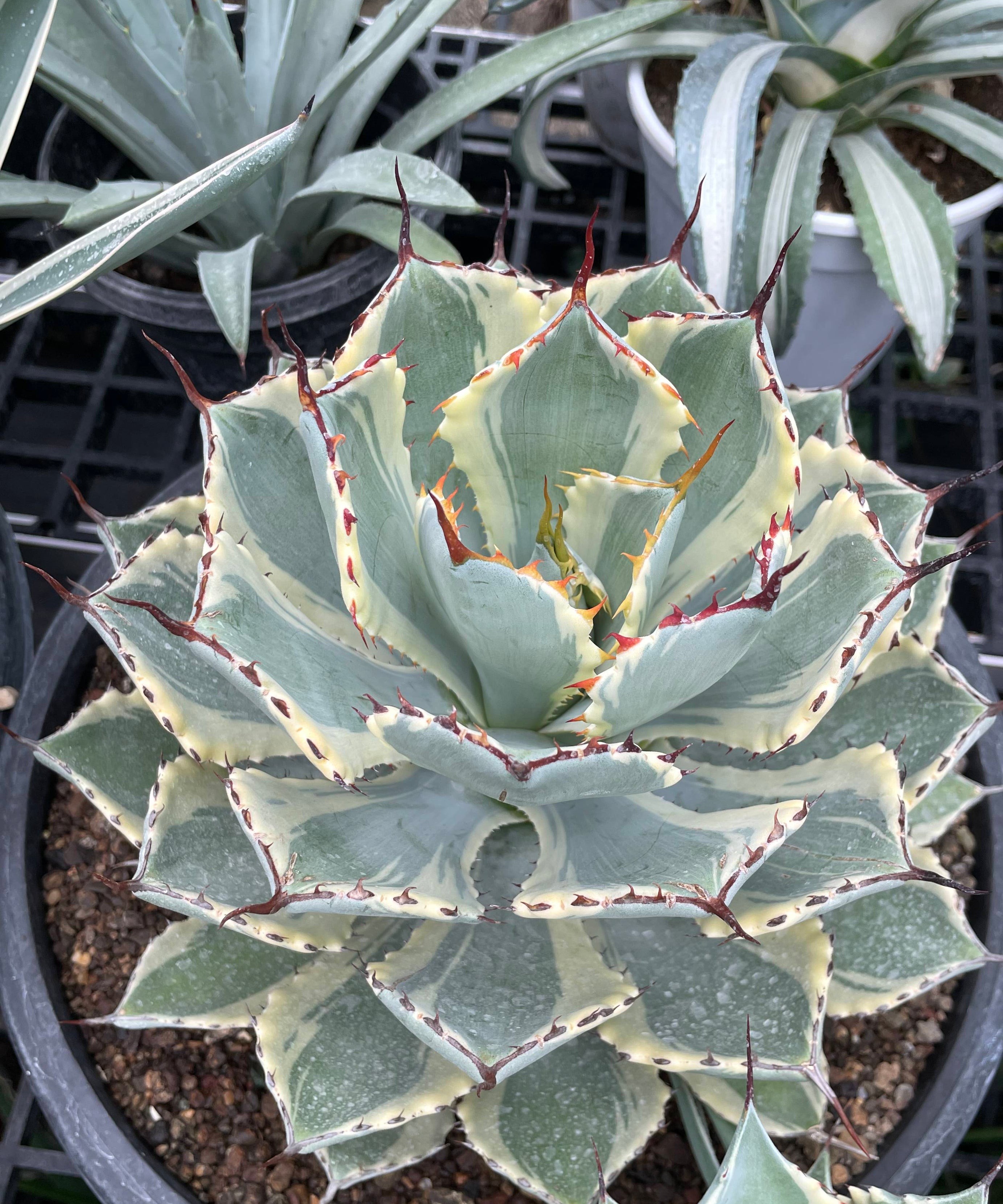 Agave_Potatorum_Kissho_Kan_Variegated_Big