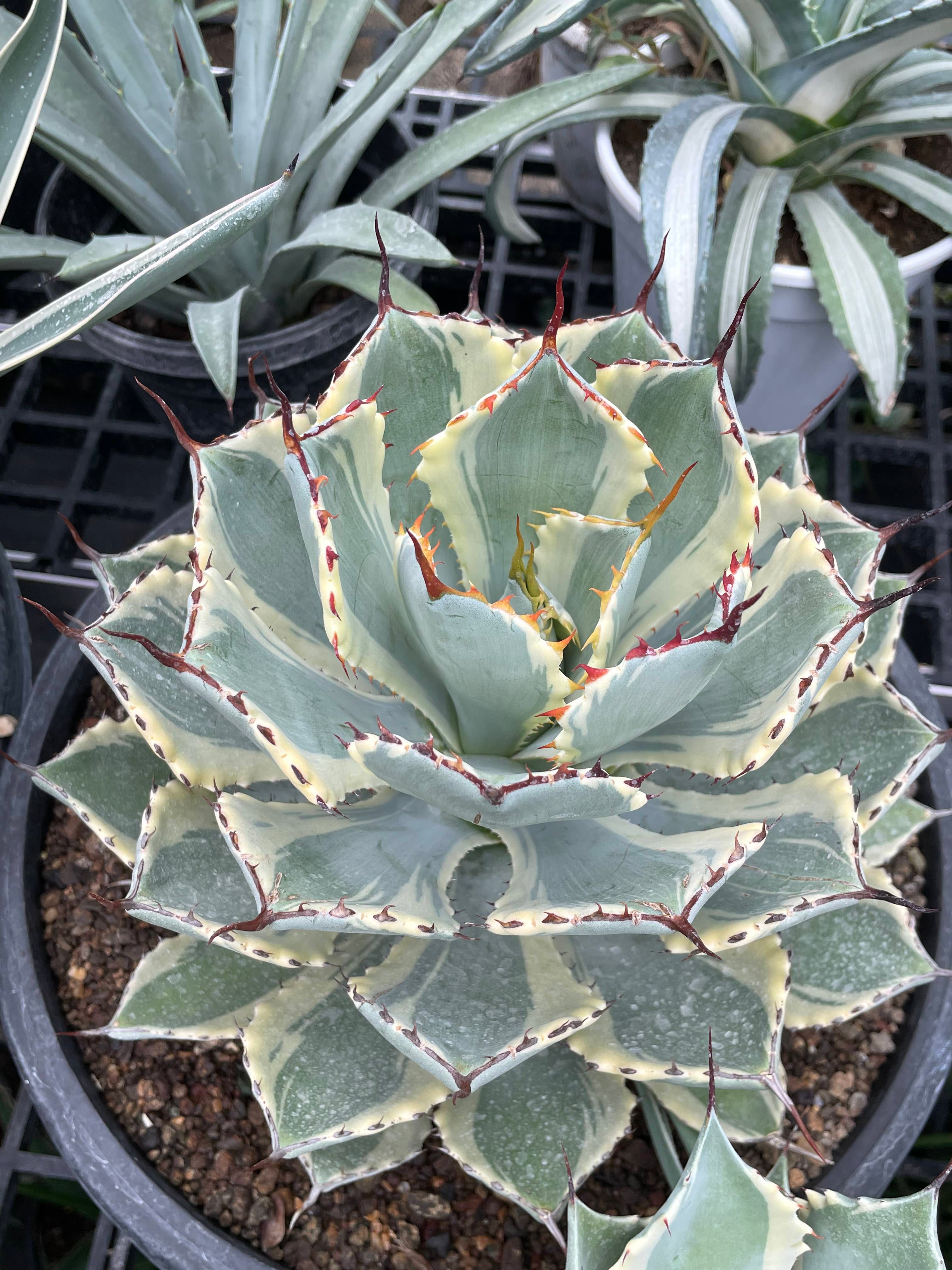 Agave_Potatorum_Kissho_Kan_Variegated_Big