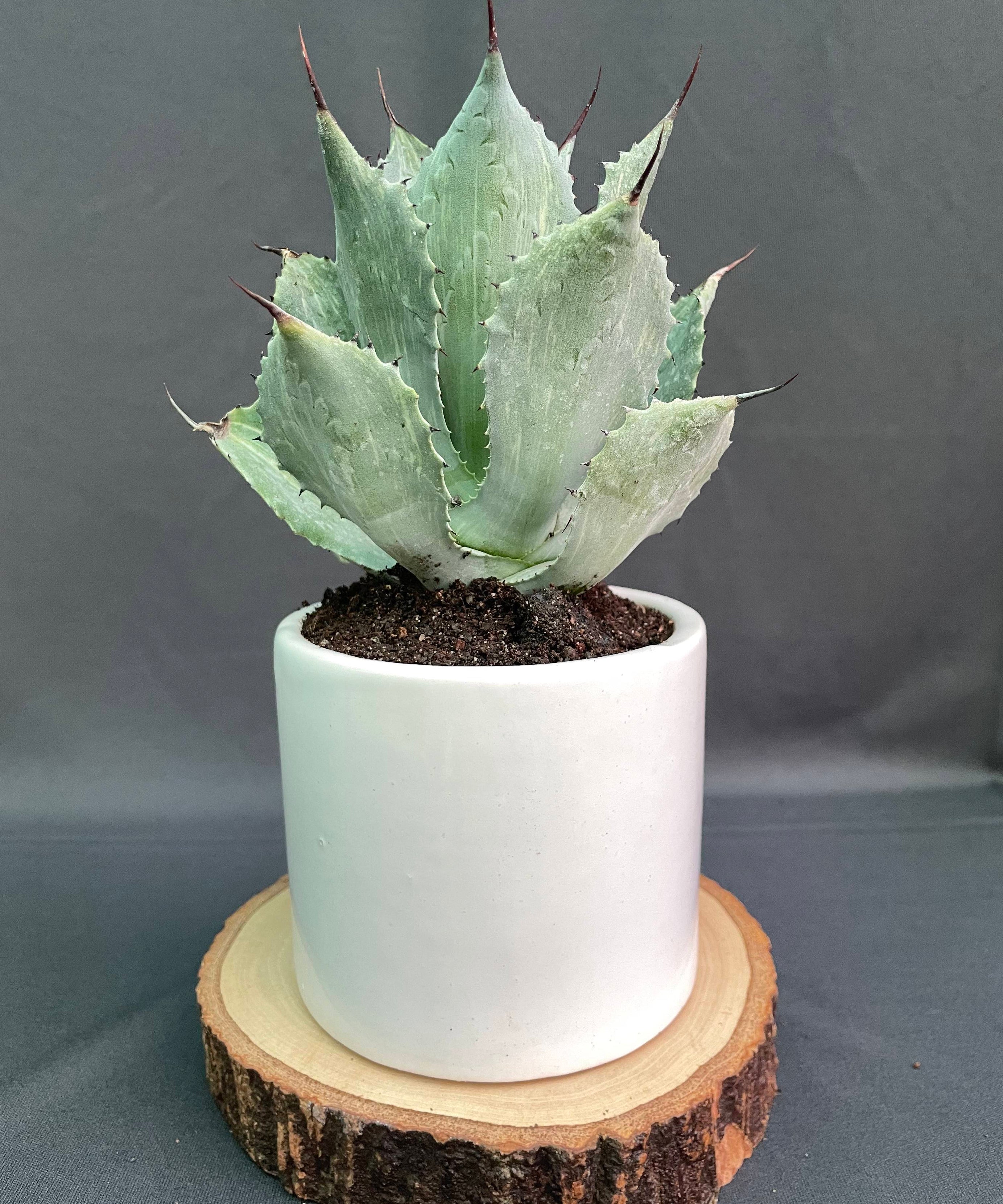 Agave Potatorum Striata Varigated 
