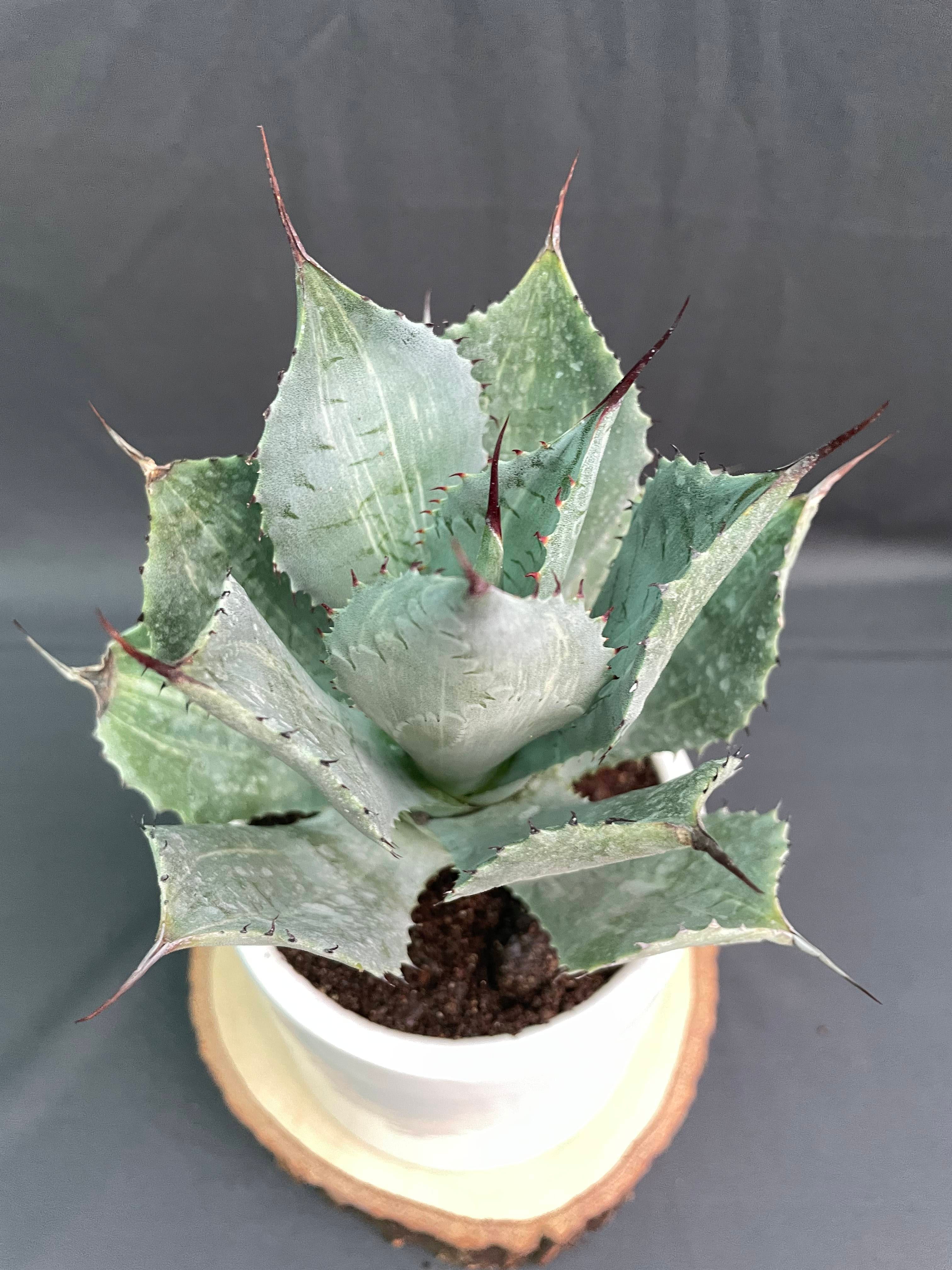 Agave Potatorum Striata Varigated 
