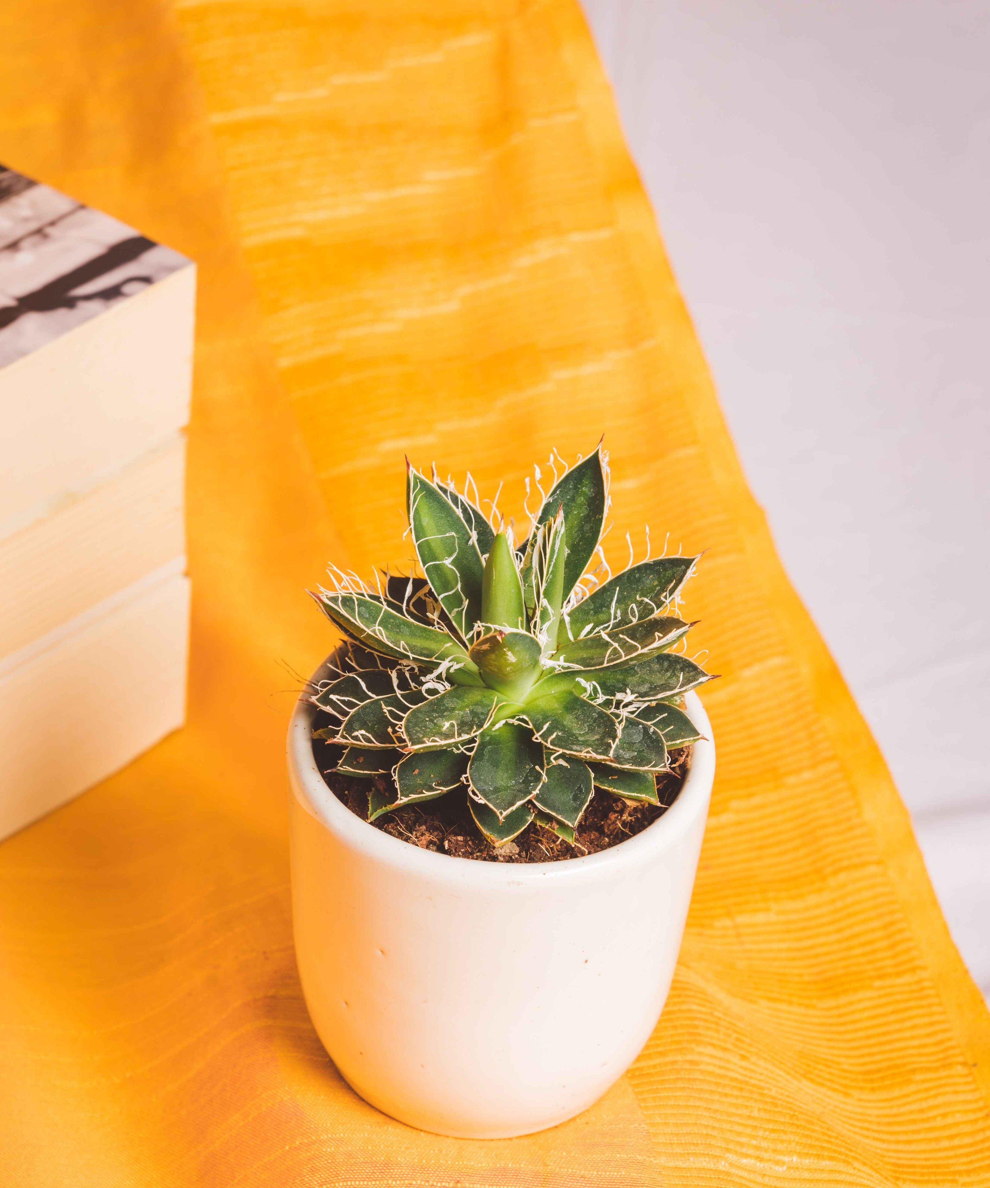 Agave Schidigera Compacta Small