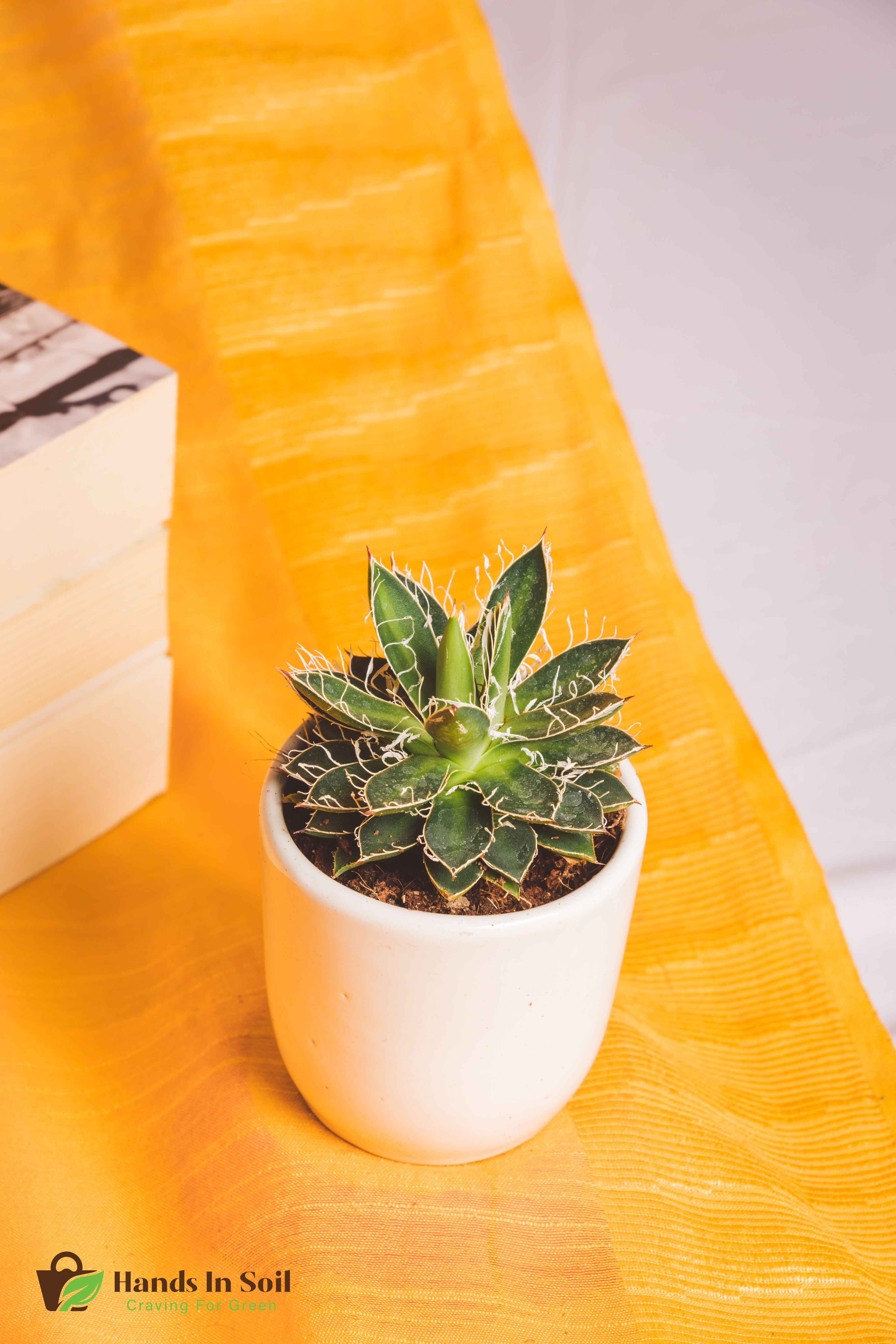 Agave Schidigera Compacta Small