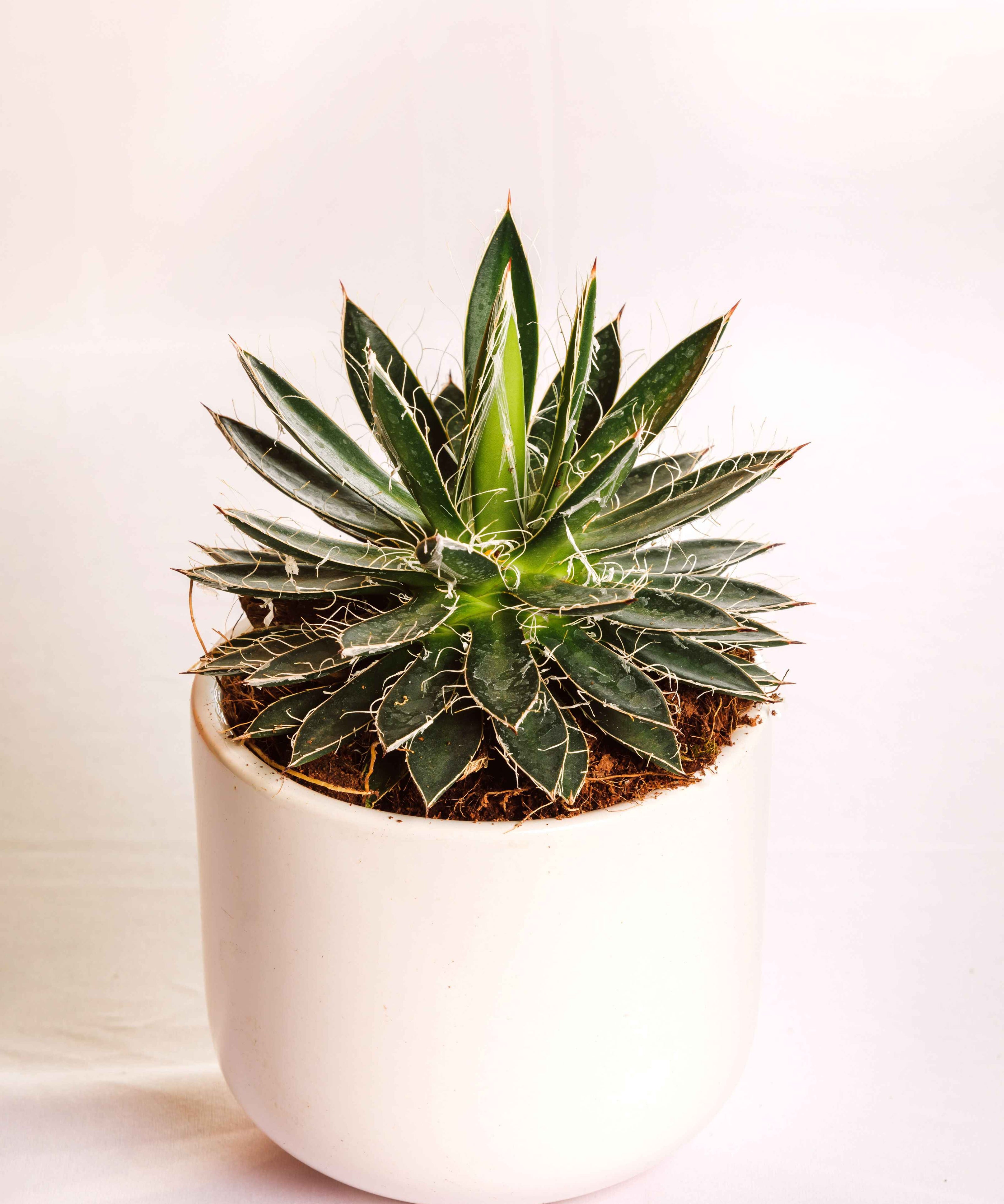 Agave Schidigera Compacta Big