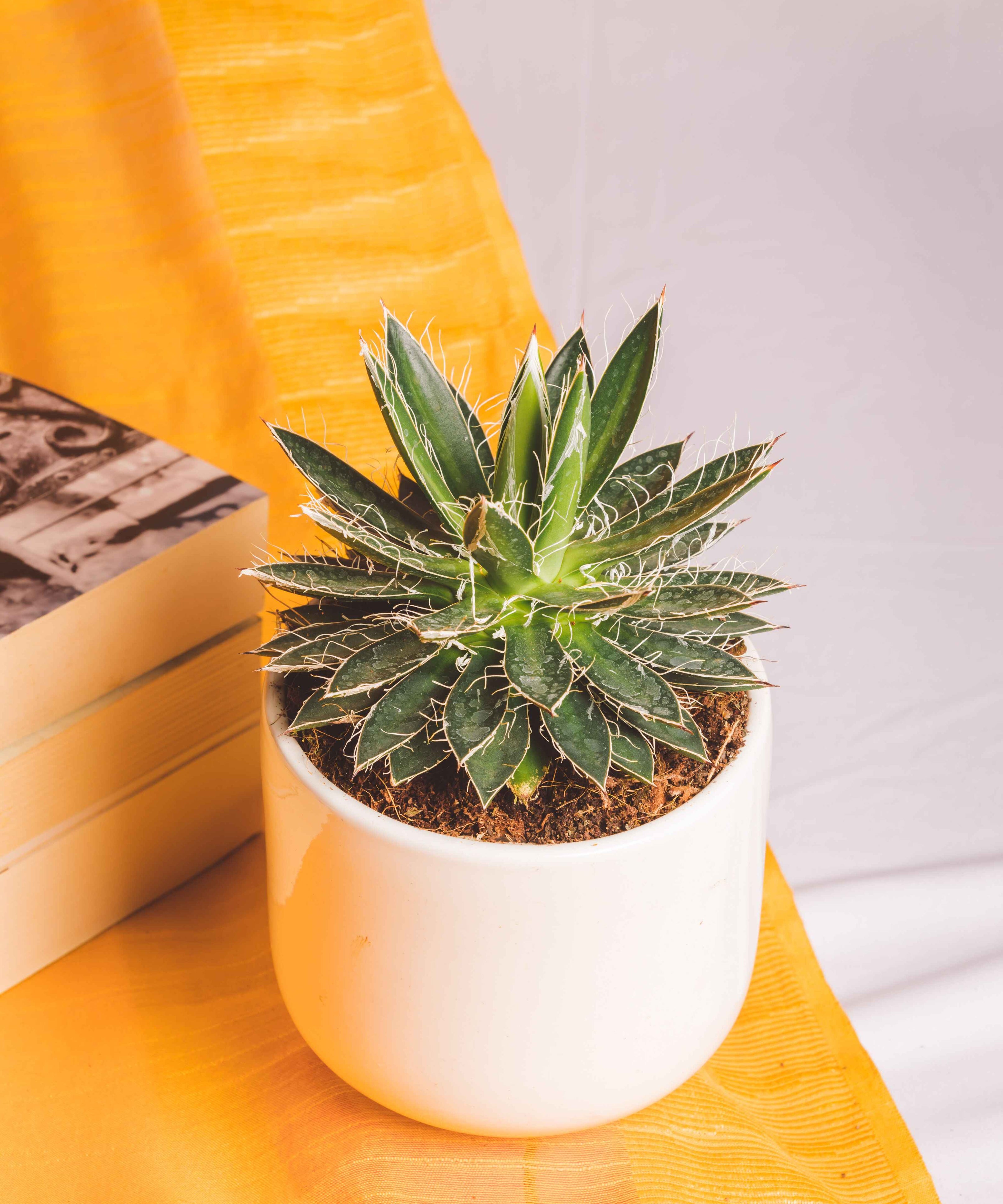 Agave Schidigera Compacta Big