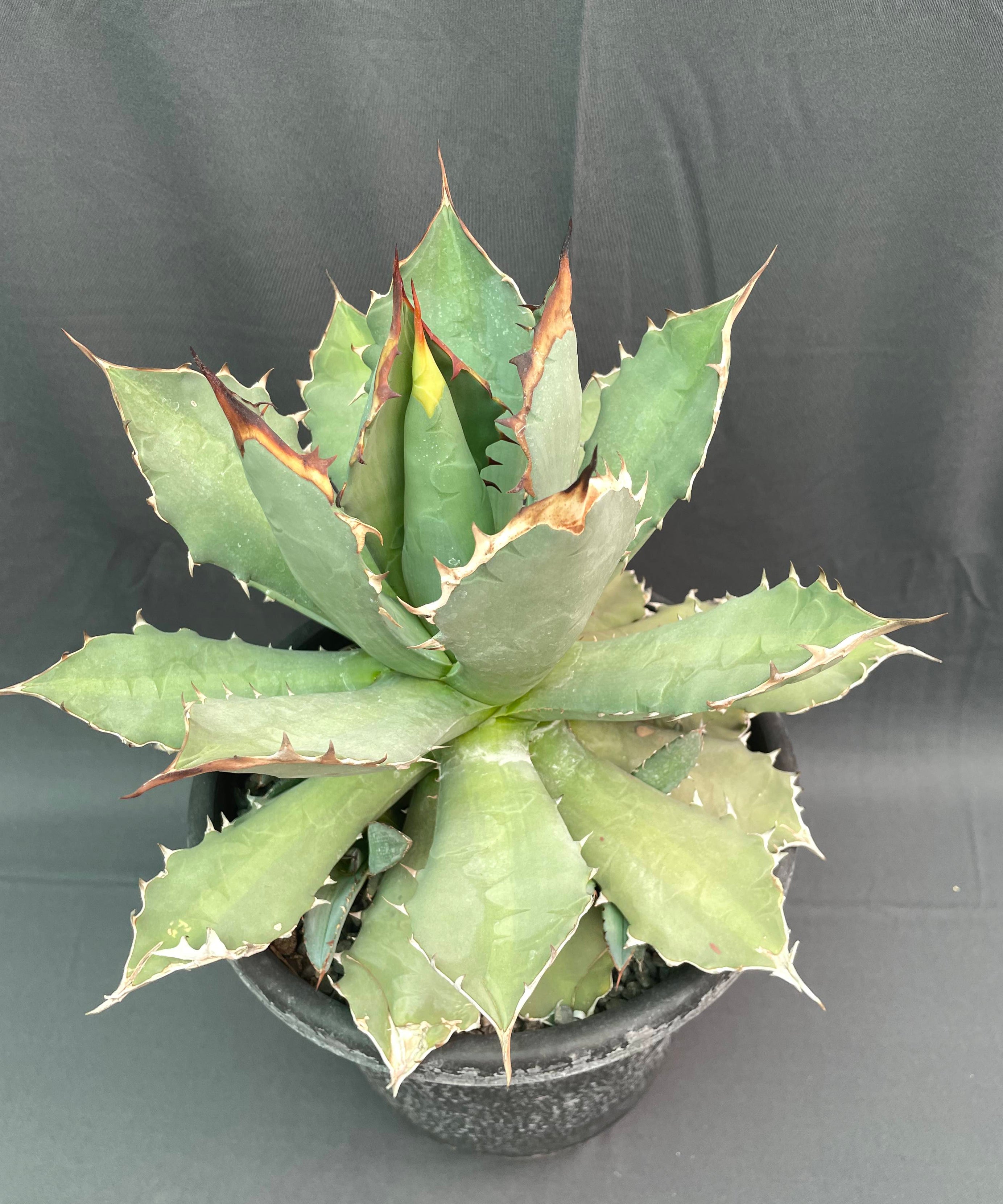 Agave Titanota Big
